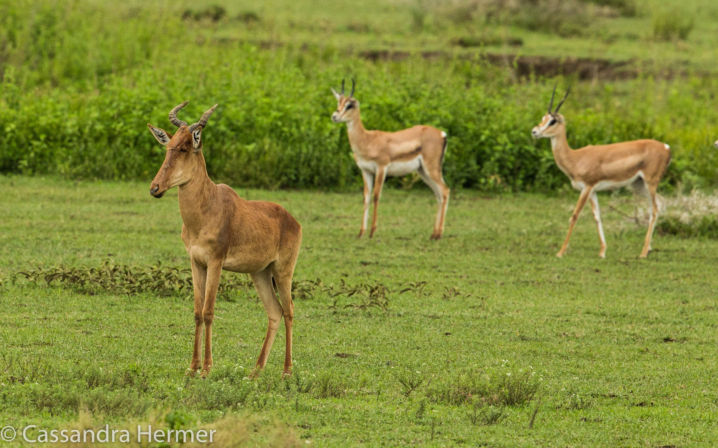  Coke’s Hartebeest, two Grant’s Gazelle 