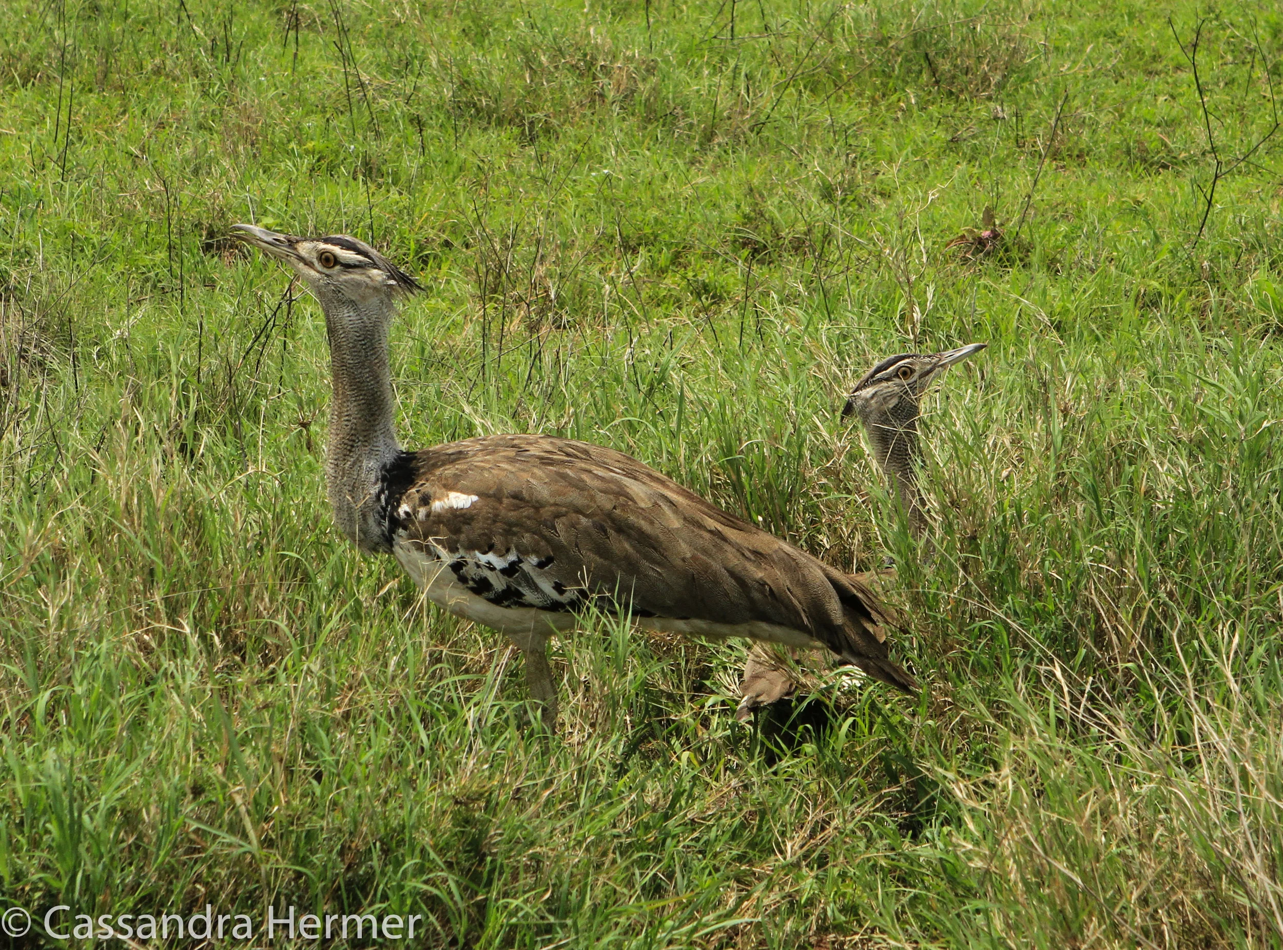  Kori Bustard 
