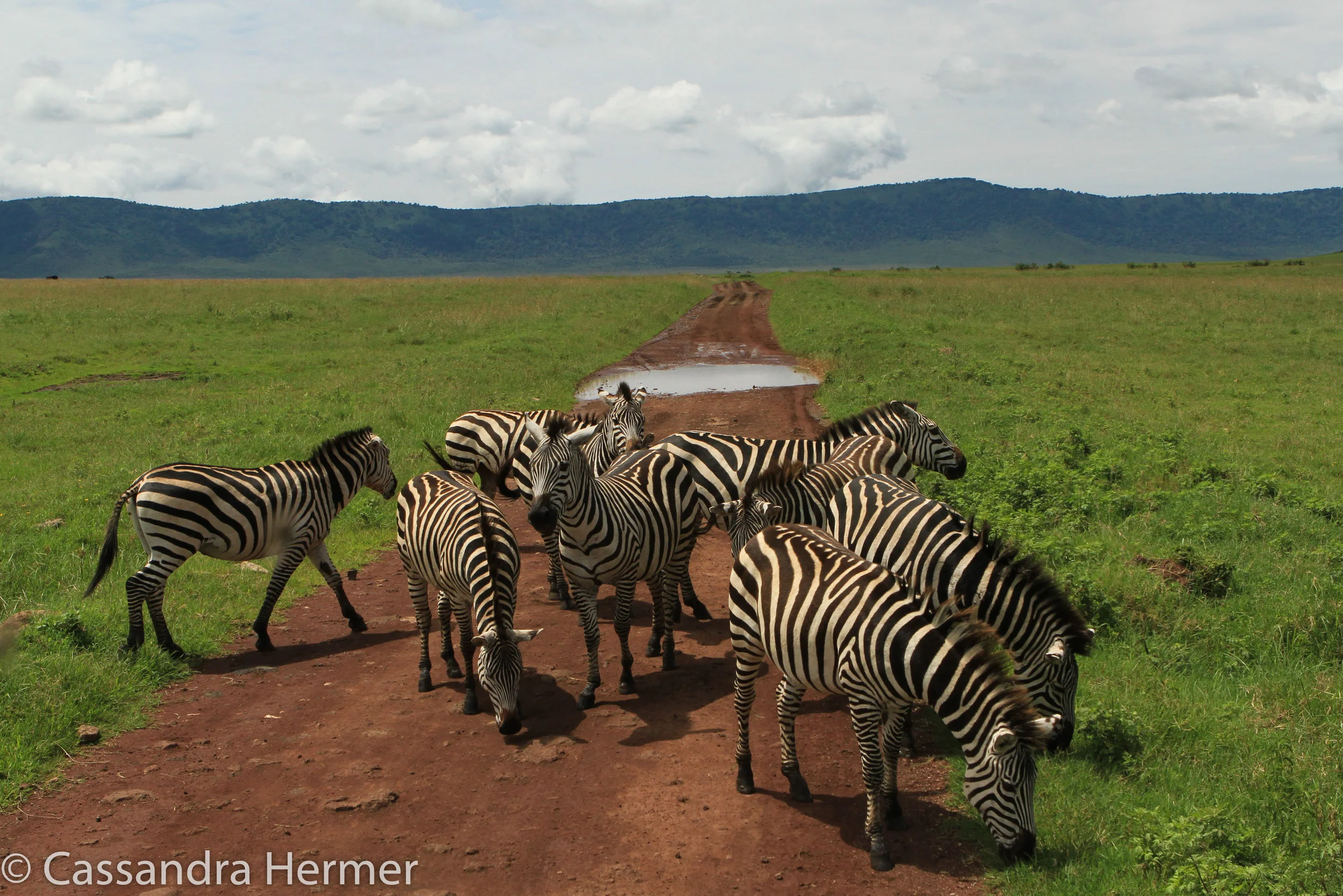  Busy day on the Ngorongoro “freeway”. Plains Zebras  