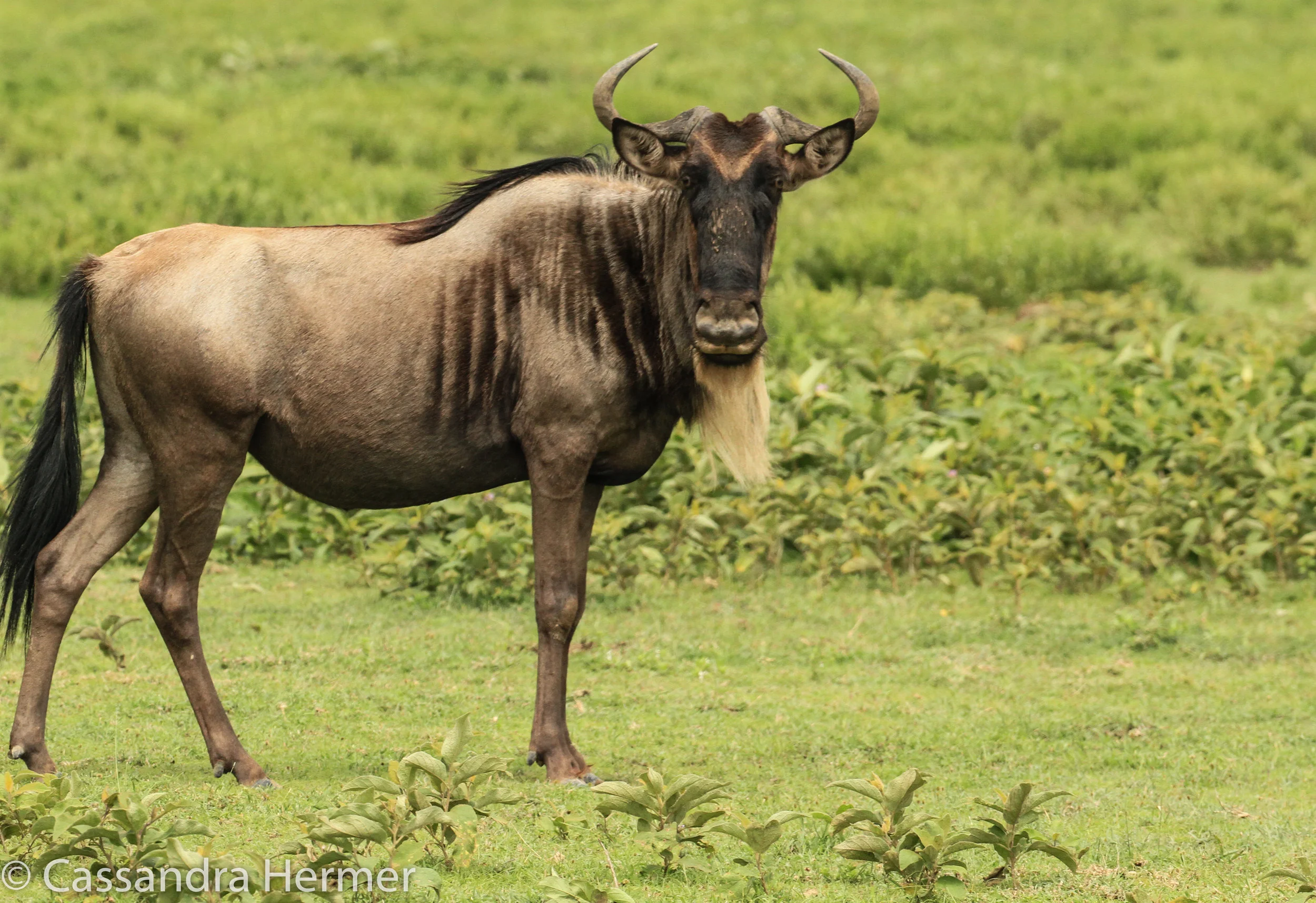  Common Wildebeest. There are an estimated 3 million wildebeest roaming in Tanzania. ( I think we saw at least a million of them) 