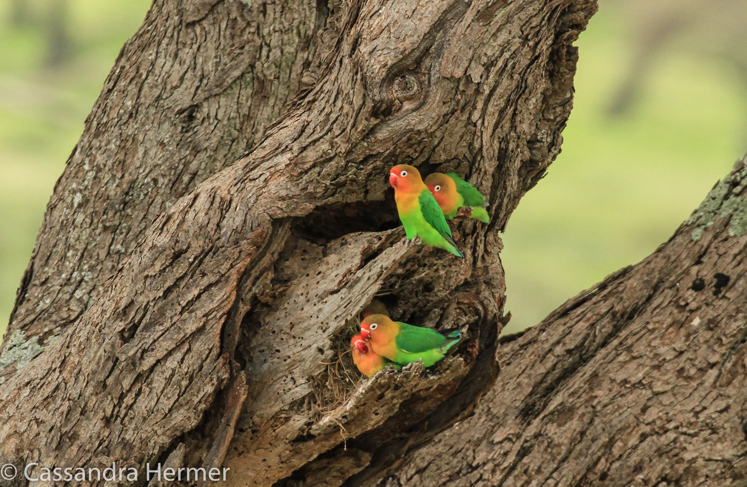  Fischer’s Lovebirds ( looking closely in this photo, I think I see nesting in the trunk) 