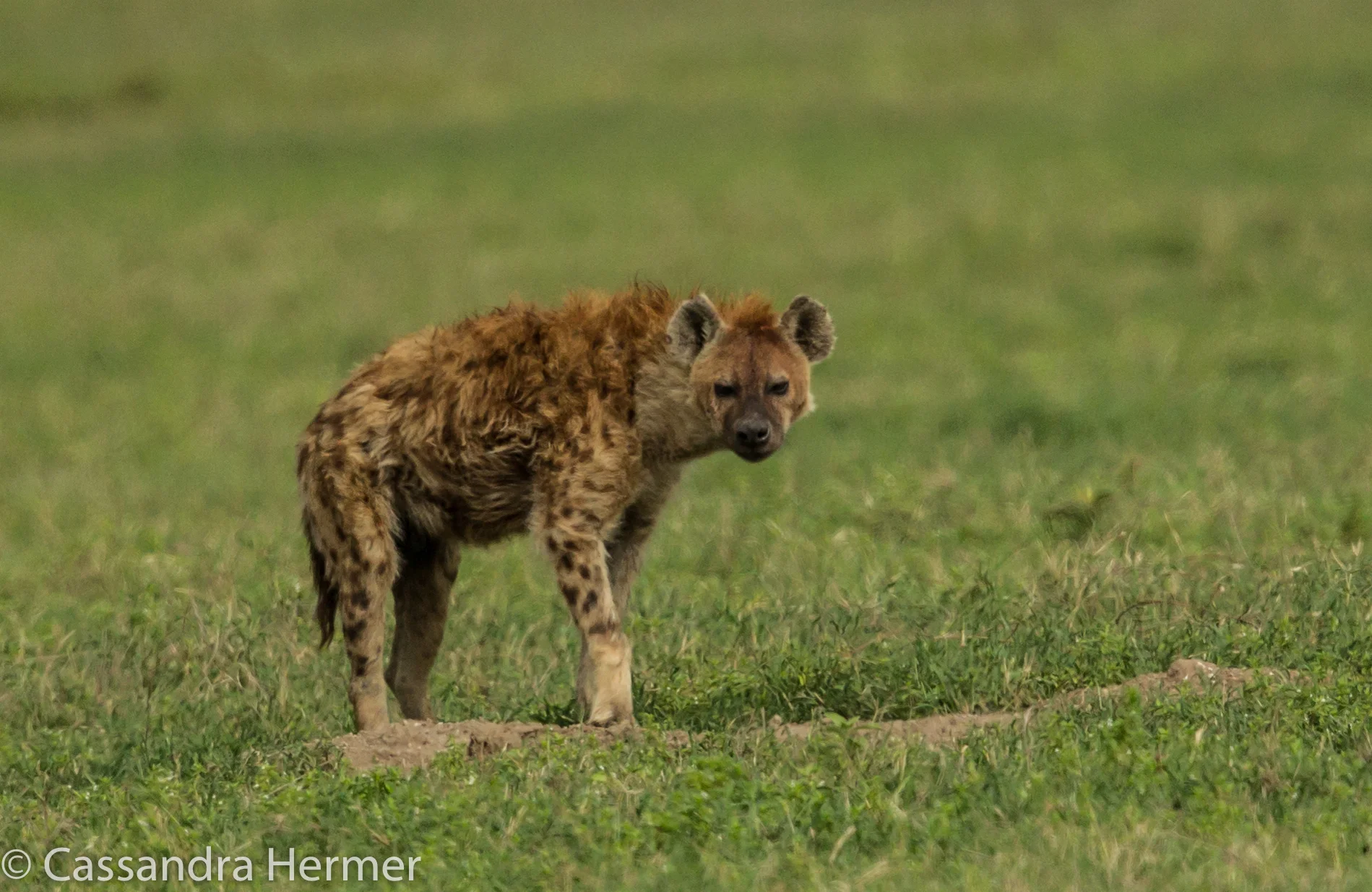  Spotted Hyaena 
