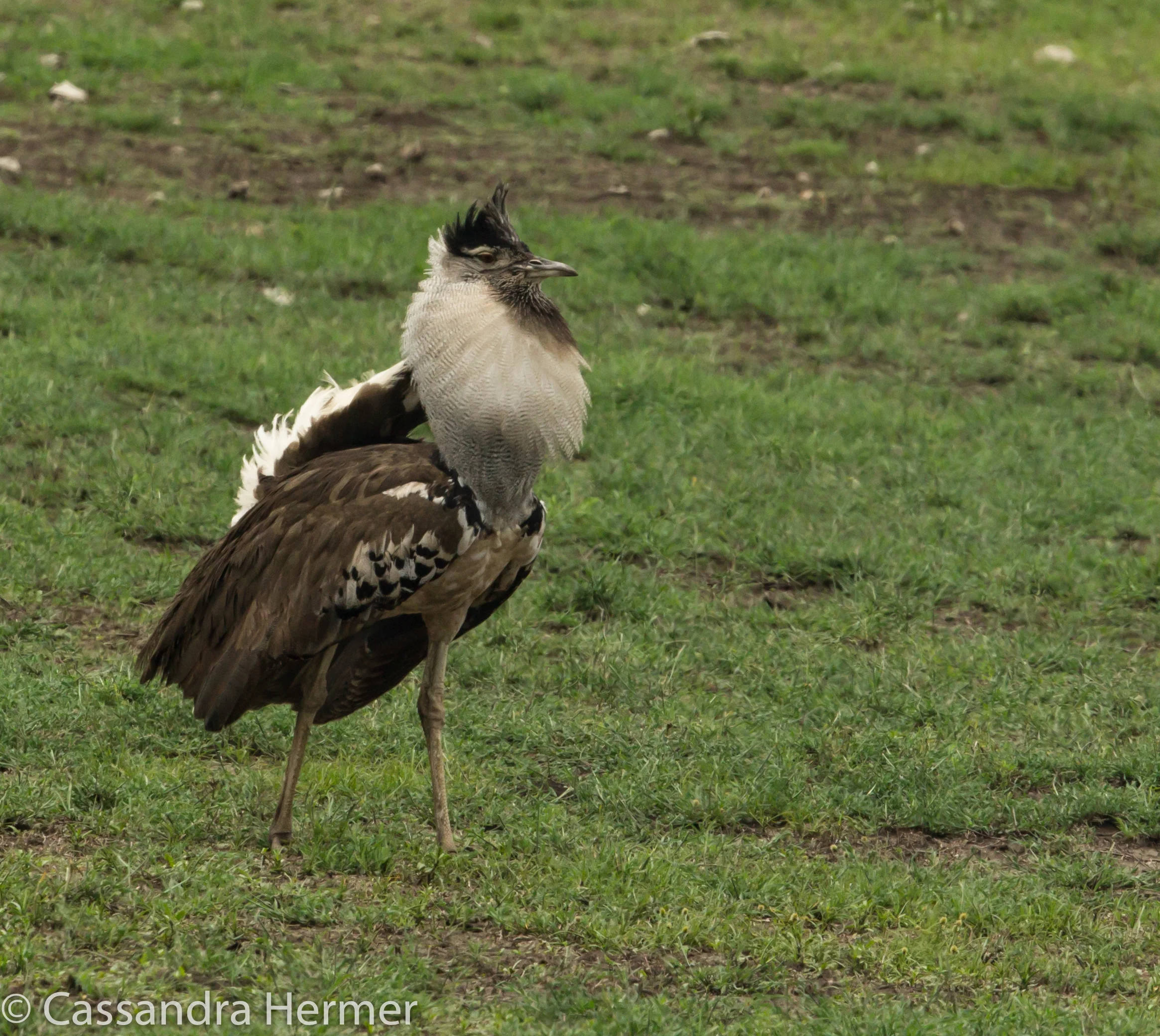  Kori Bustard. Displaying male balloons out his breast feathers. 