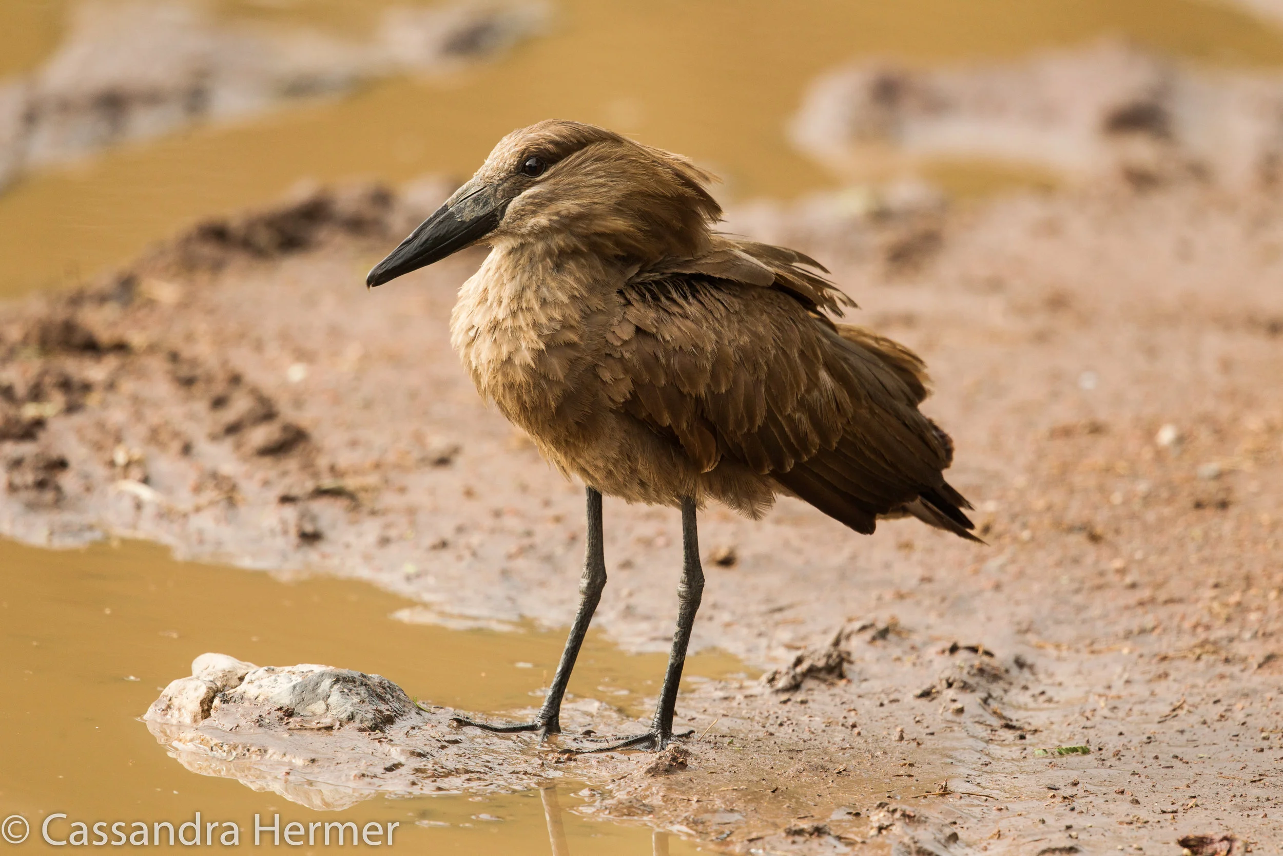  Hamerkop 