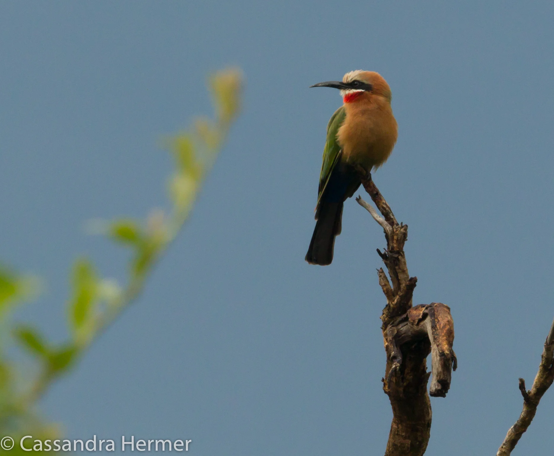  White-fronted Bee-eater 