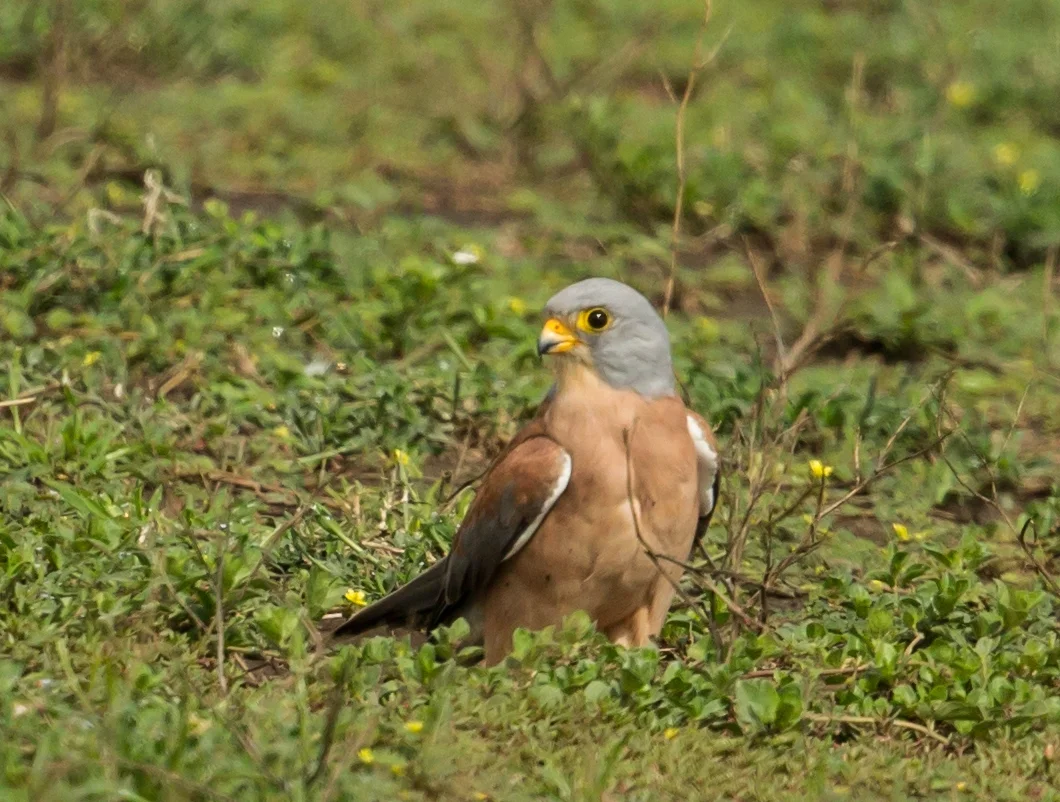  Lesser Kestrel 
