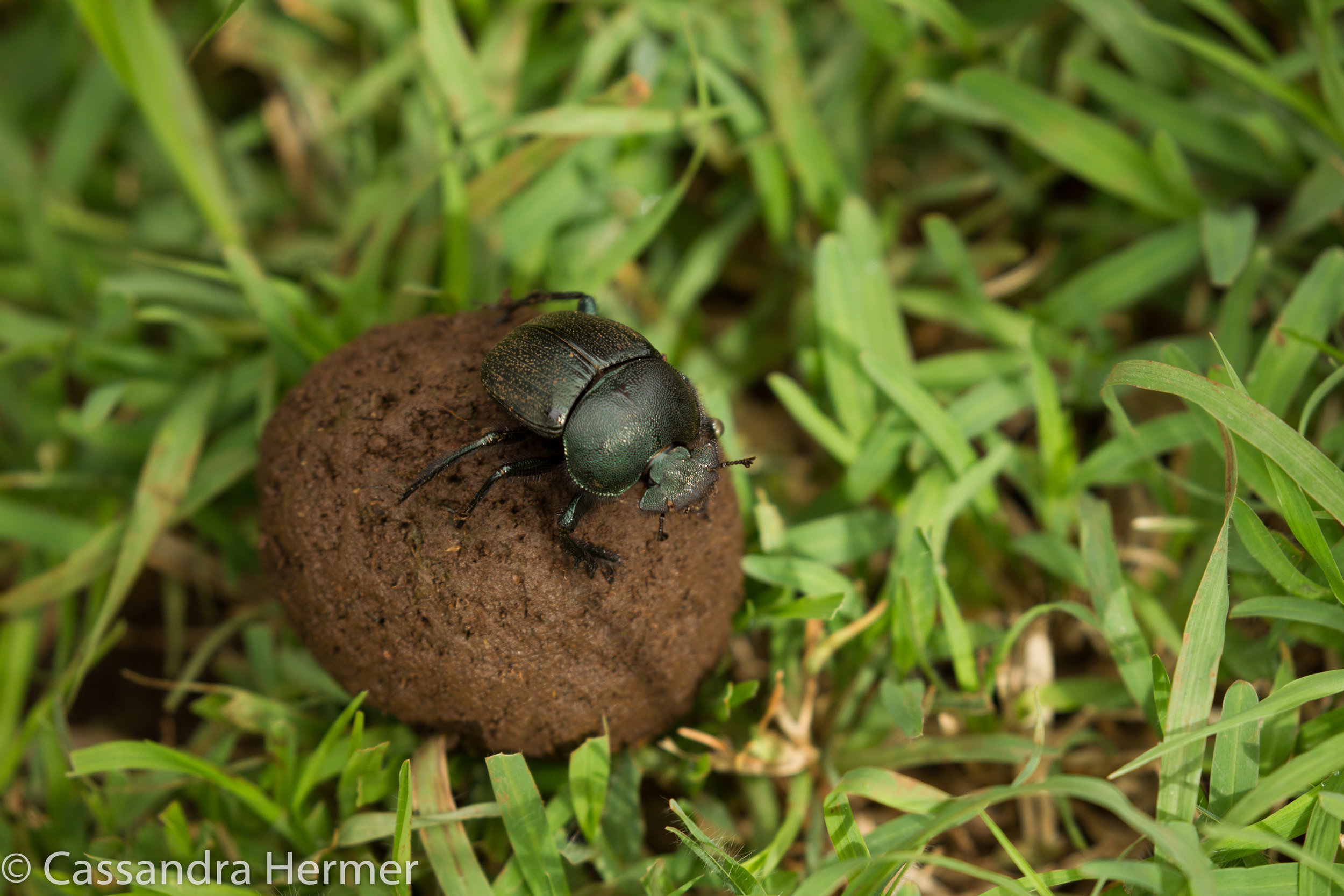  Dung Beetle lives his life on/or in animal dung. They eat it and also lay their eggs in the dung.Than they roll the ball some place to bury the actual dung. 