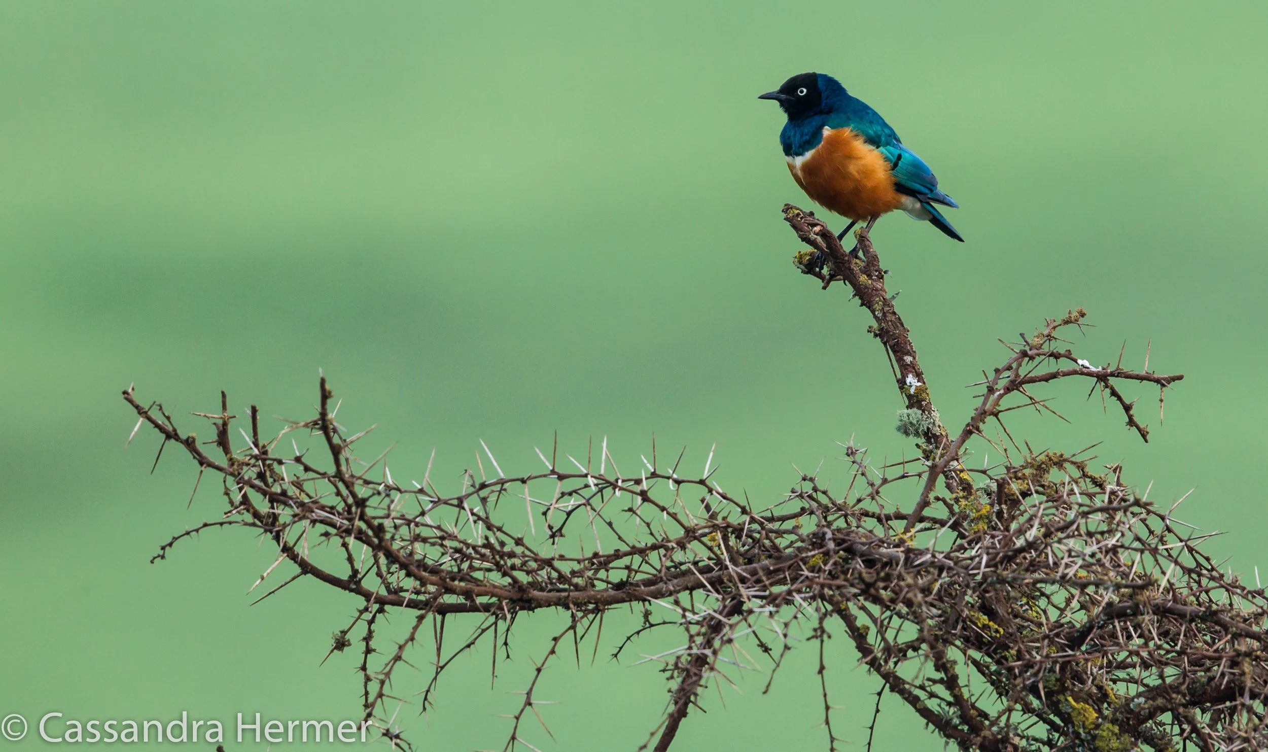  Superb Starling 