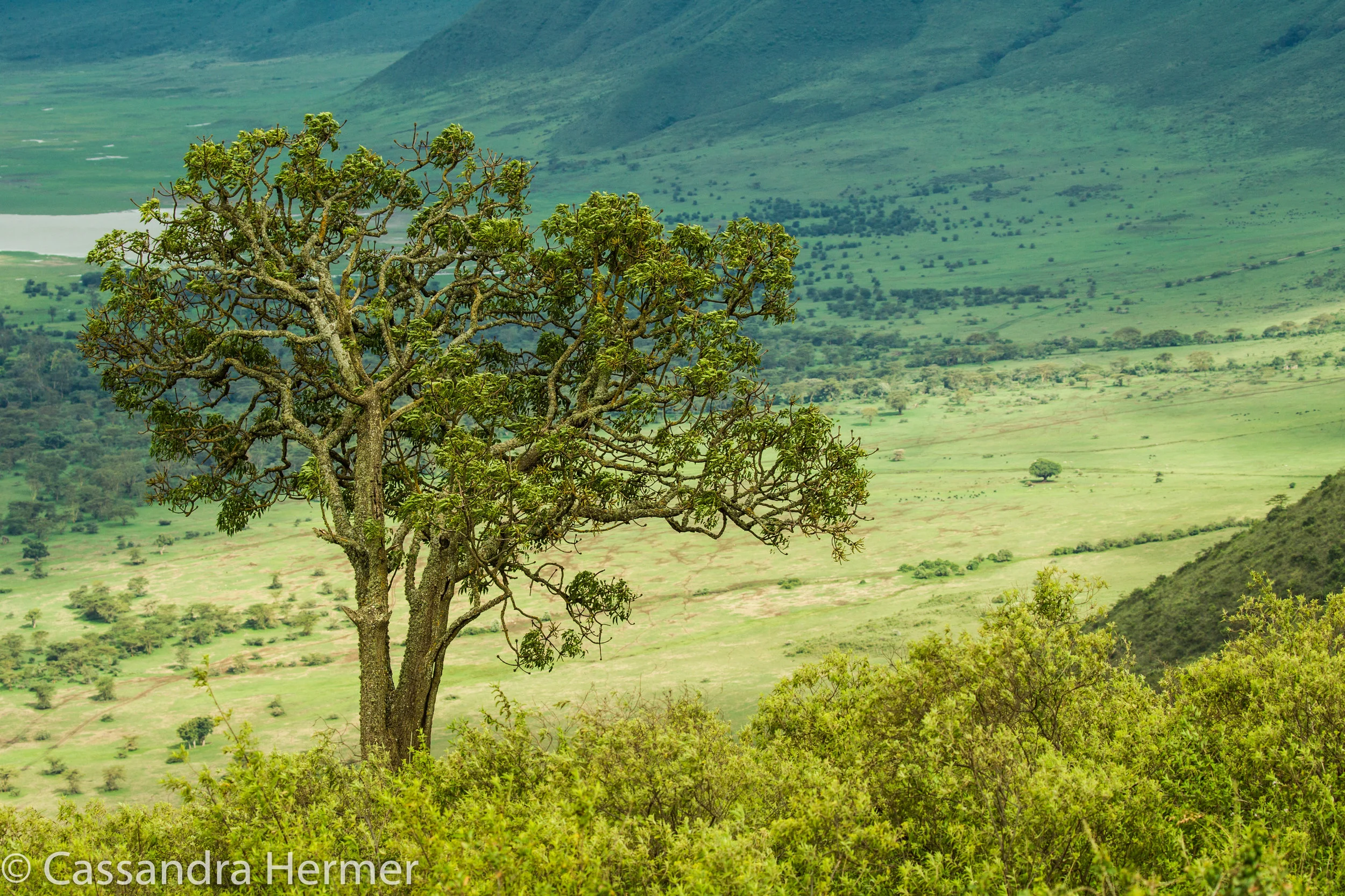  More of the Ngorongoro Crater. 