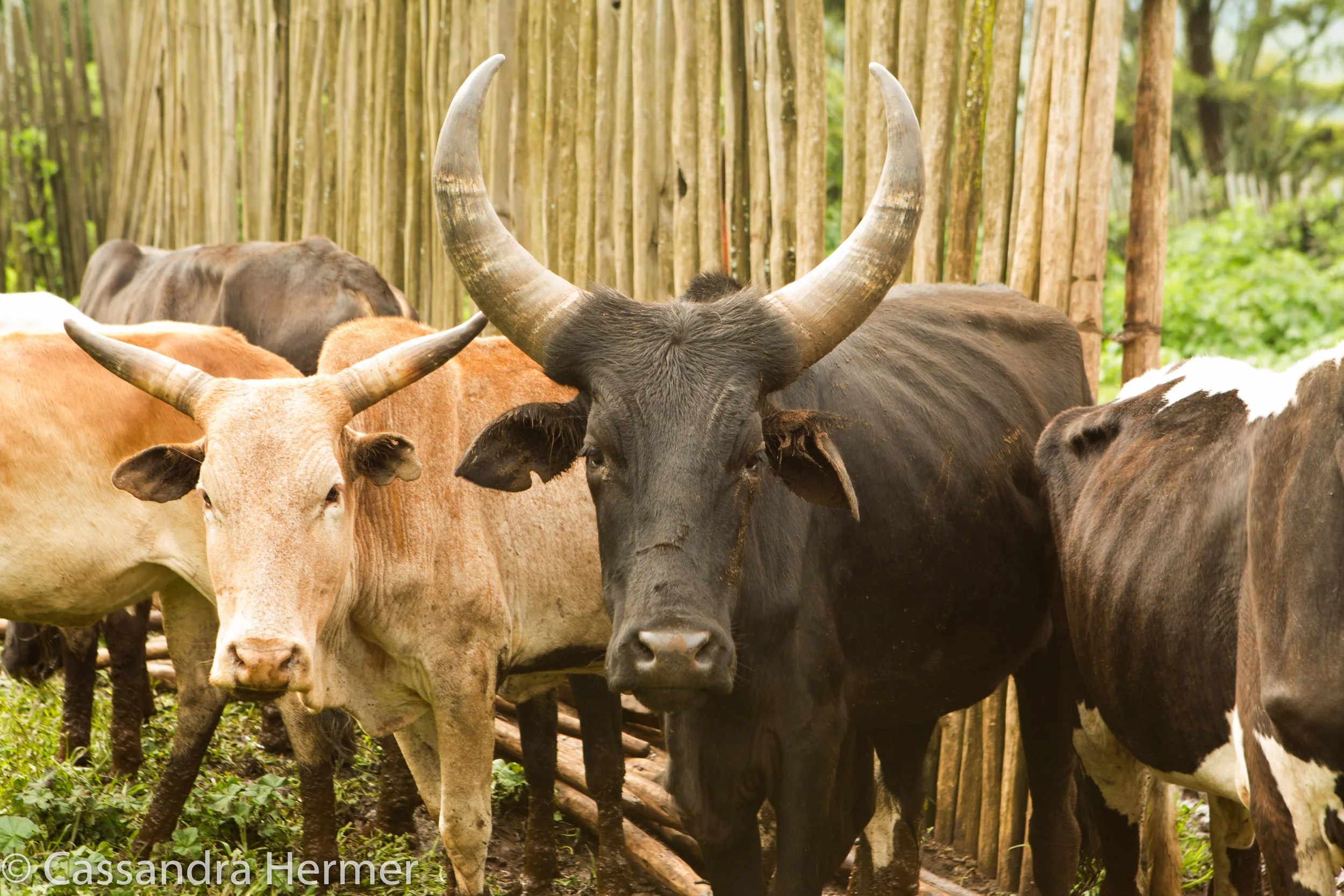  Maasai tribe raise cattle and goats. 