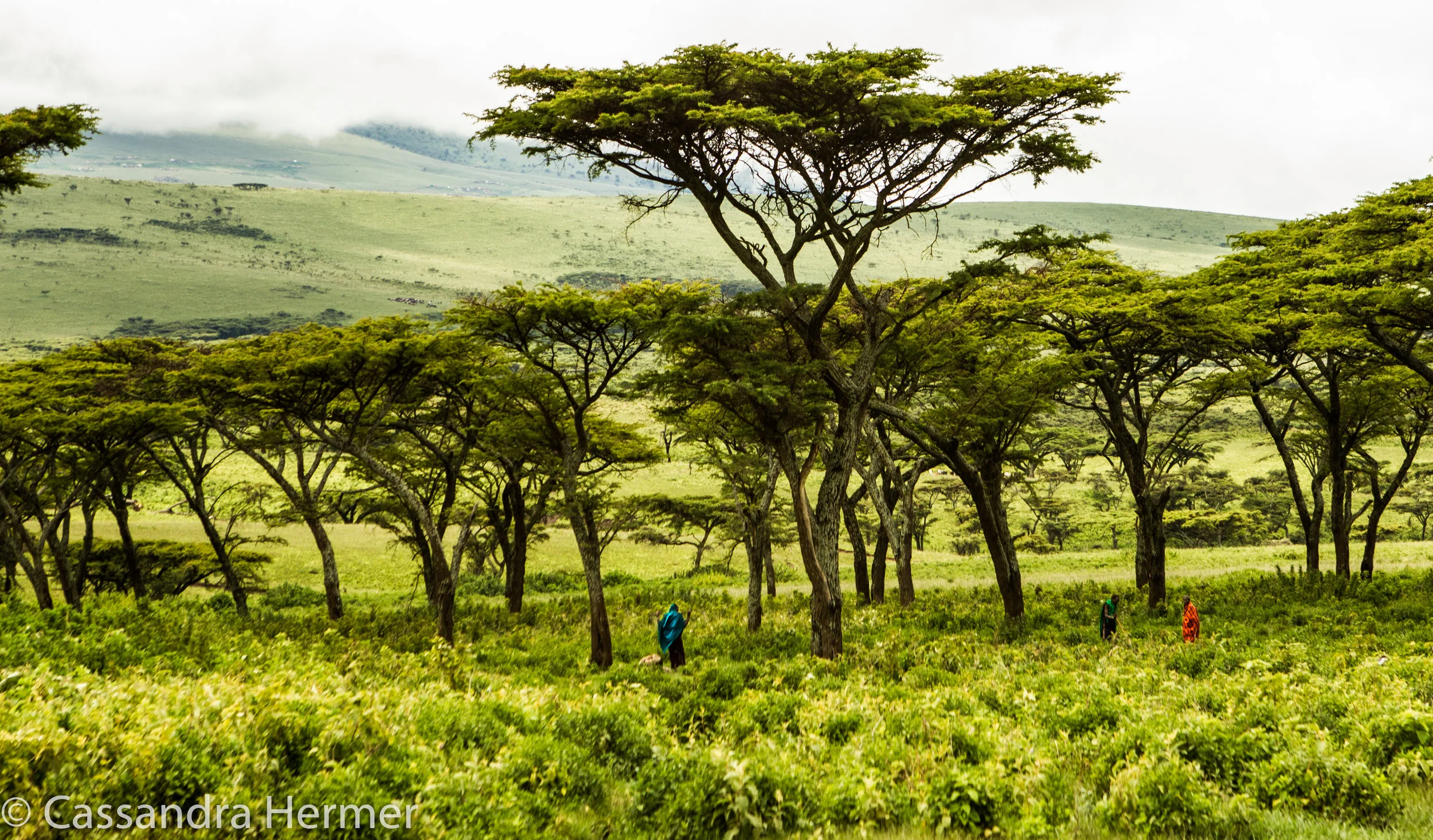  I love these Umbrella Thorn Trees  