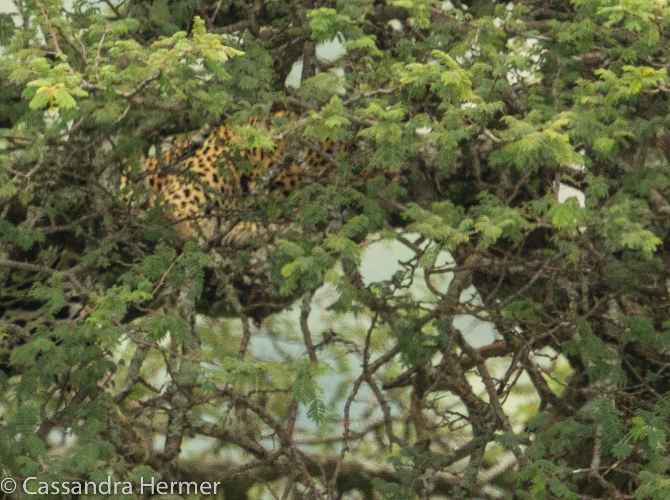  Look very close and you might see the ONLY Leopard we saw on this trip 