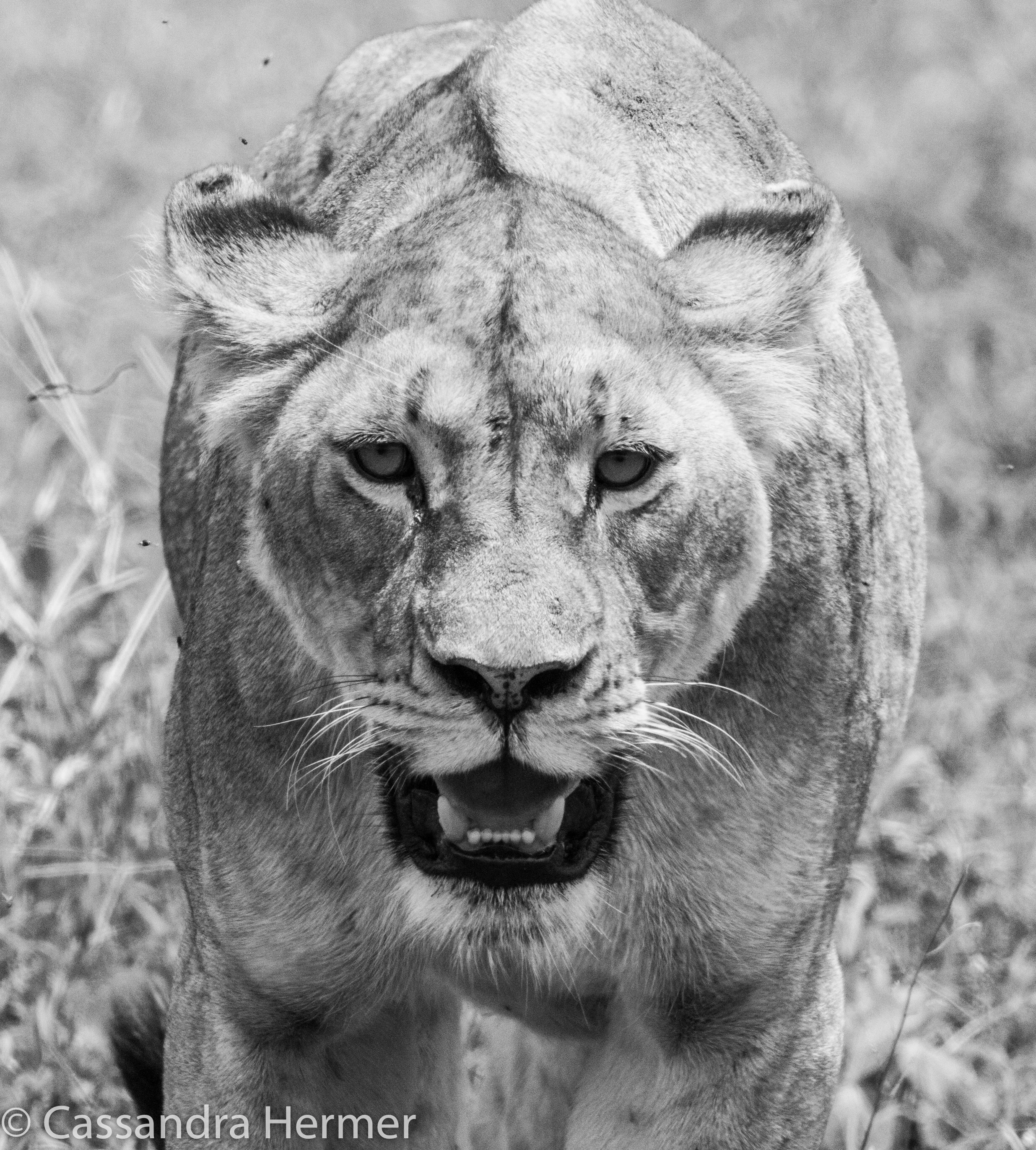  Lion (f) 