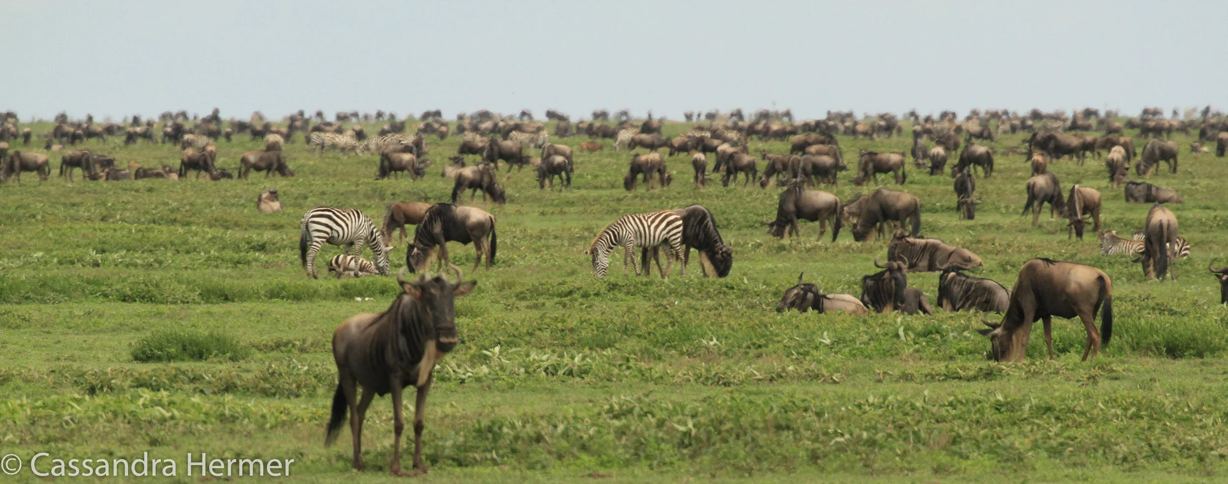   Just gives you an idea of massive numbers of Wildebeests. 