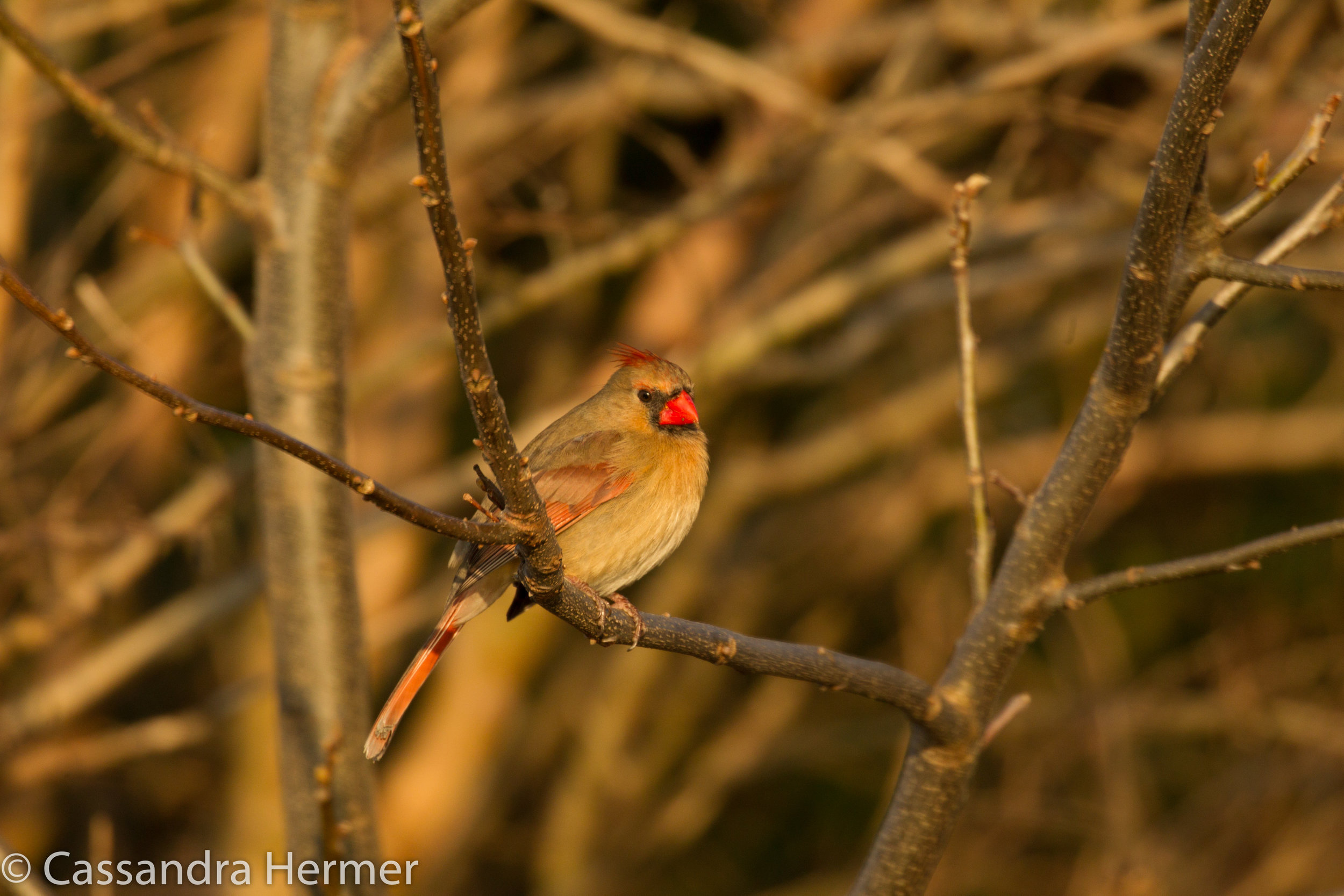  Northern Red Cardinal (f) Solomon, Maryland 