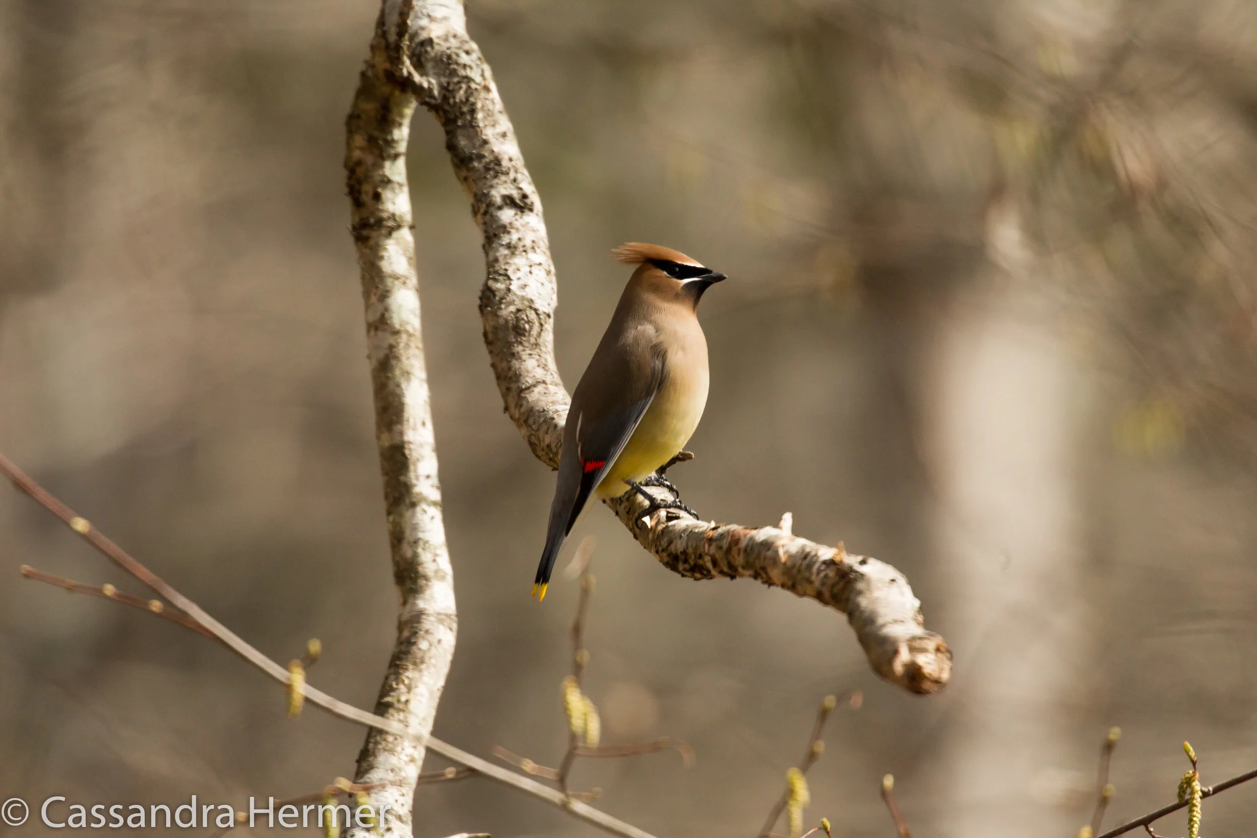  Cedar Waxwing, Solomons, Maryland 