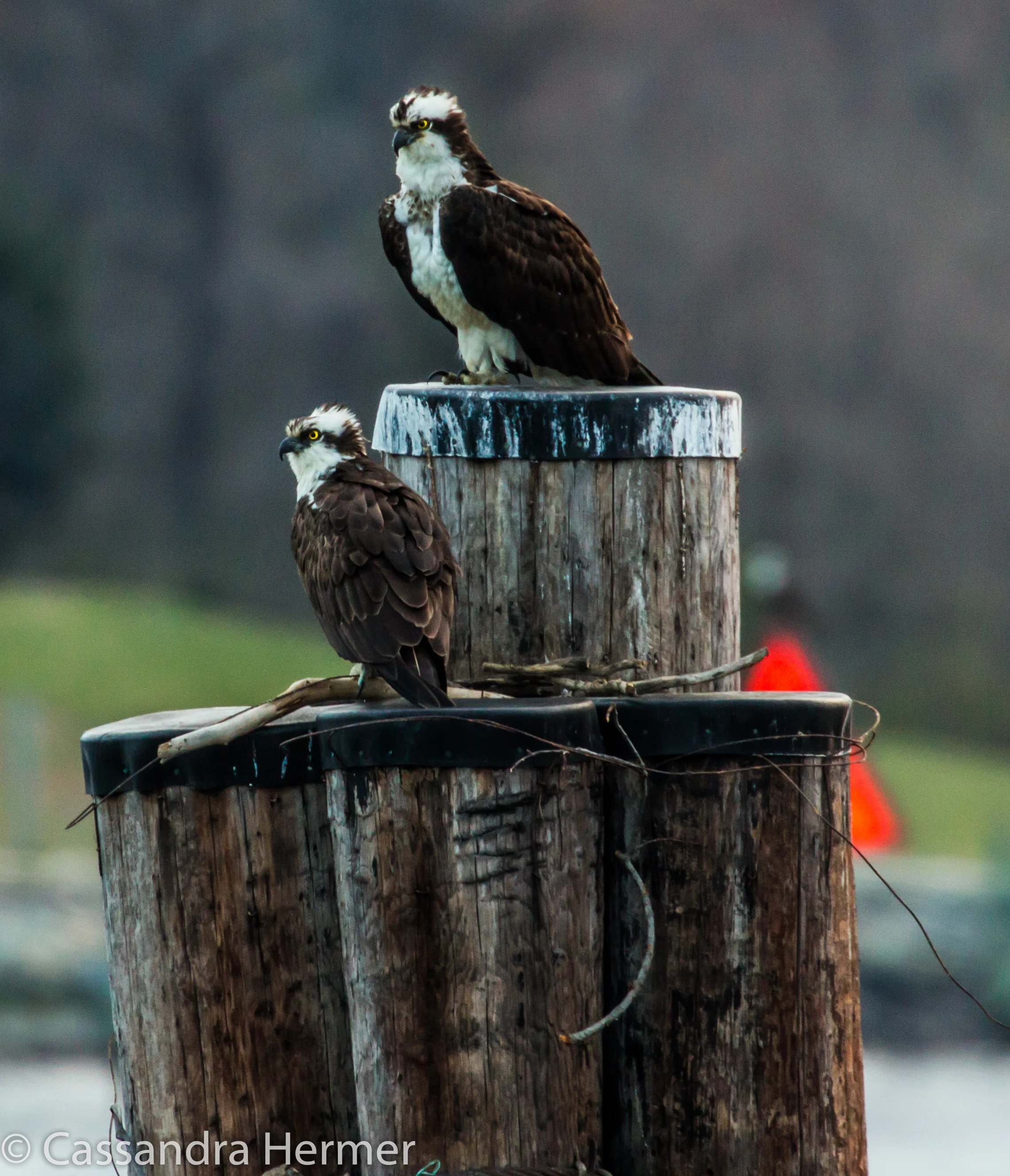  Ospreys, Solomons, Maryland 