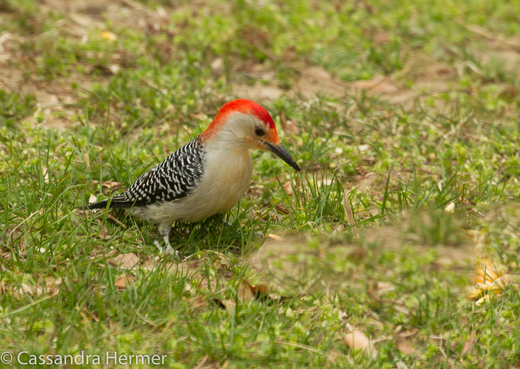  Red-bellied Woodpecker, Solomon, Maryland 