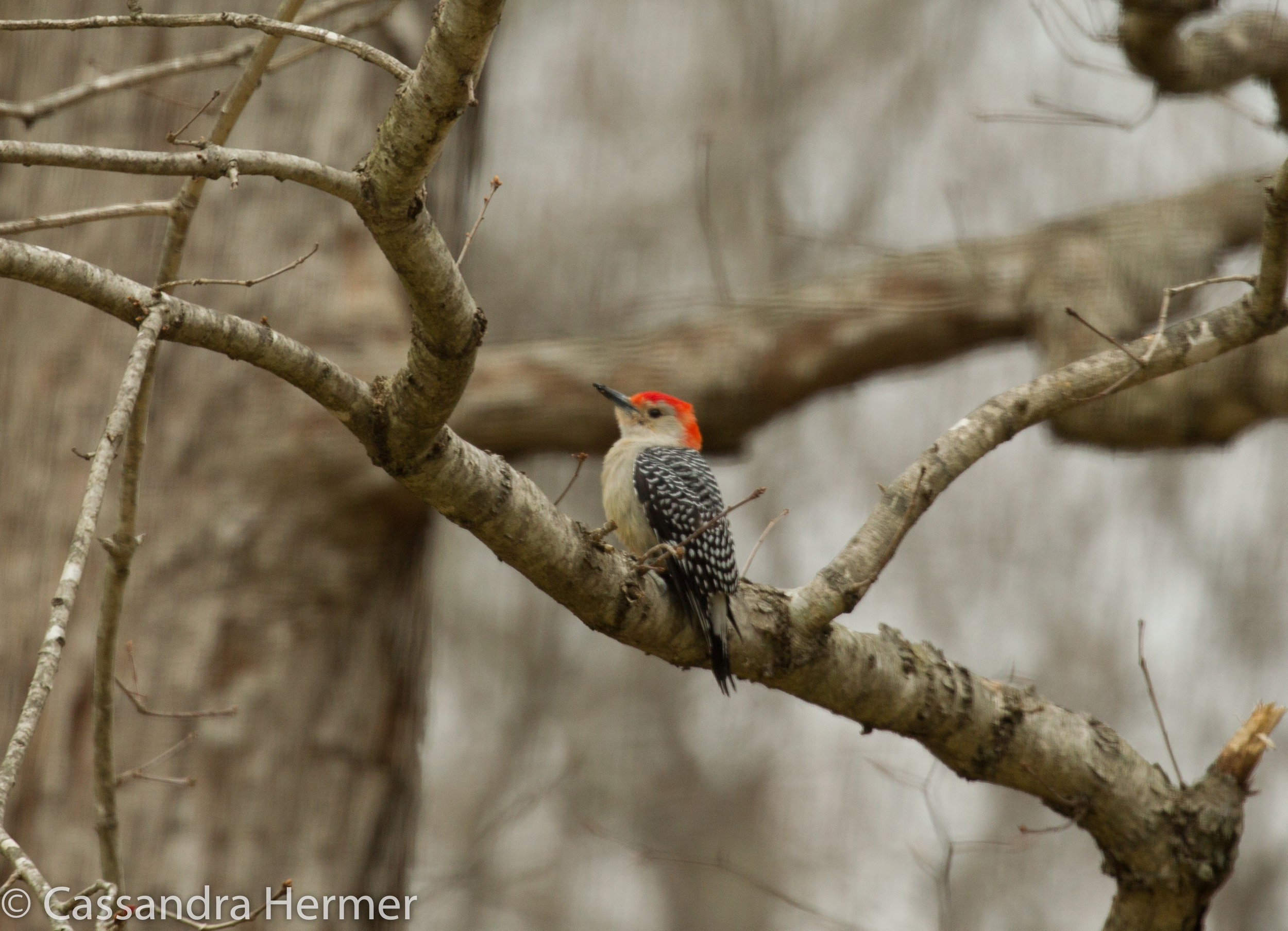  Red-bellied Woodpecker, Solomon, Maryland 