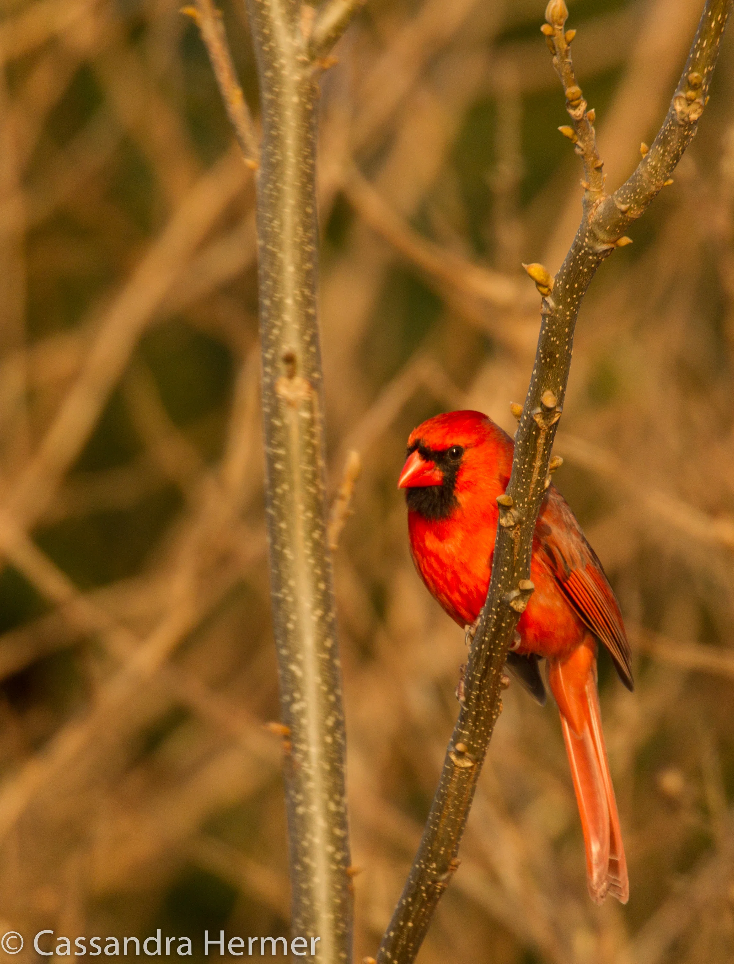  Red Cardinal (m), Solomon, Maryland 