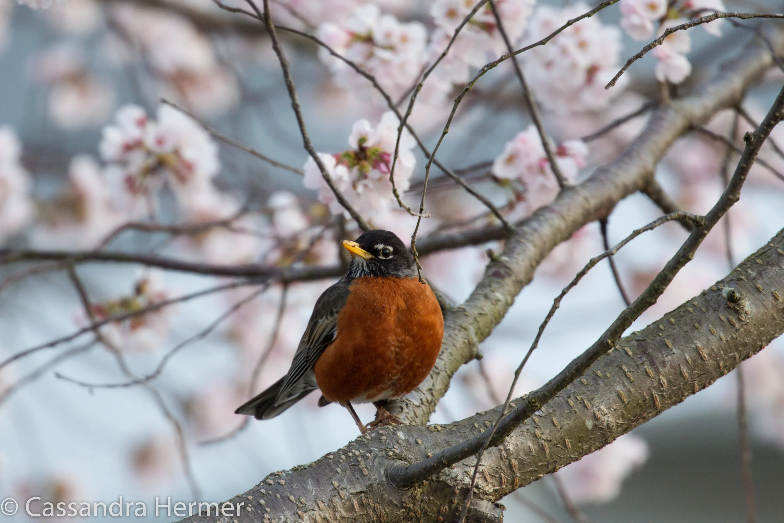  American Robin, Solomon, Maryland 