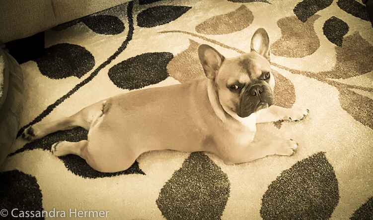  Willy, a friend’s dog. He is a bundle of energy, got to love him!( Credit for this photo, Ray Maples) 