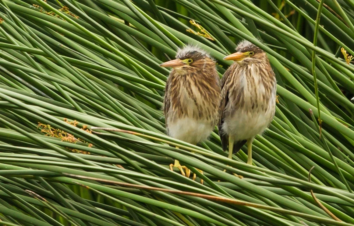  Green Herons, Juveniles, (two of three )Central Park, Huntington Beach ,Ca. 