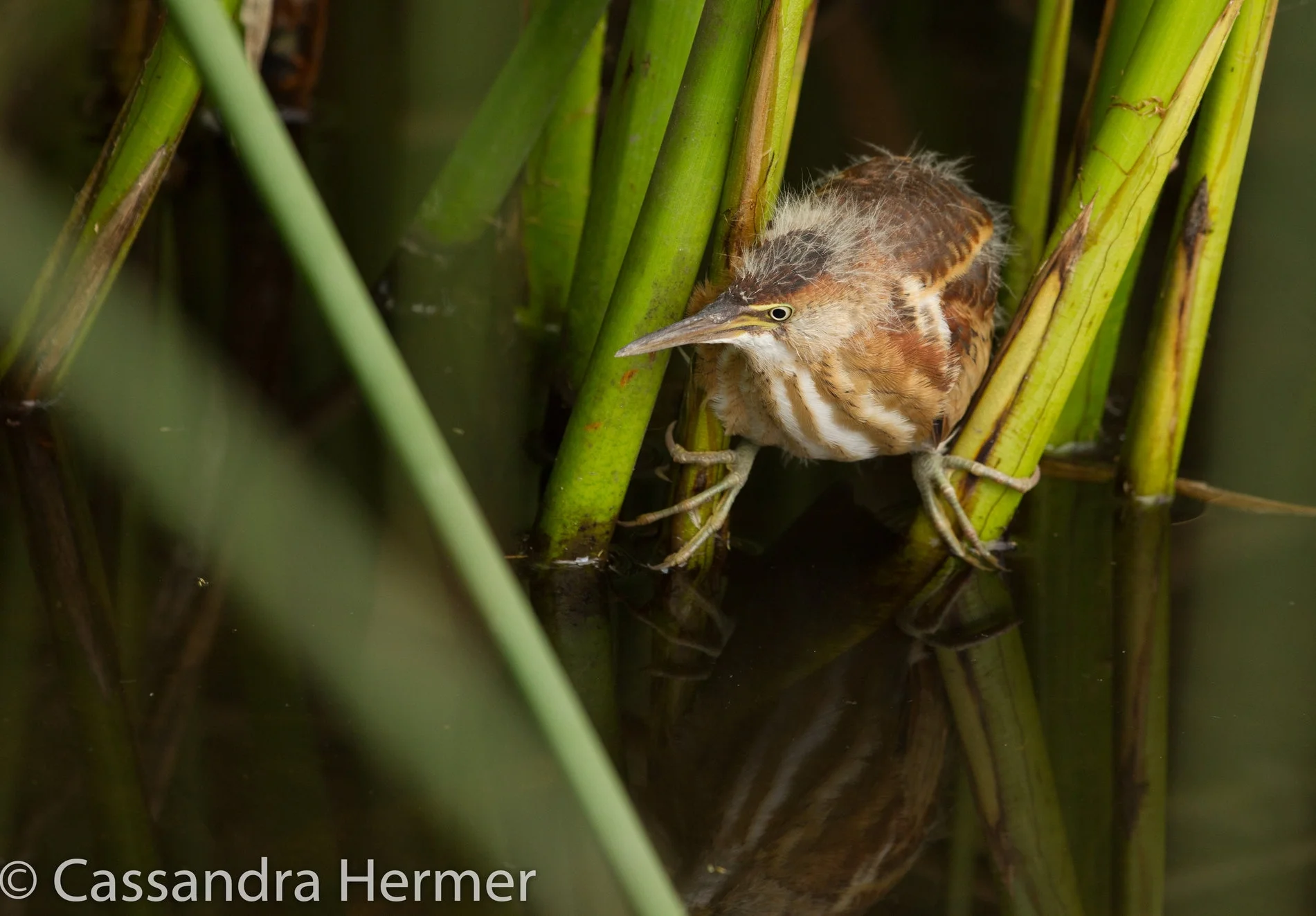  Least Bittern, juvenile, Central Park, Huntington Beach, Ca. 