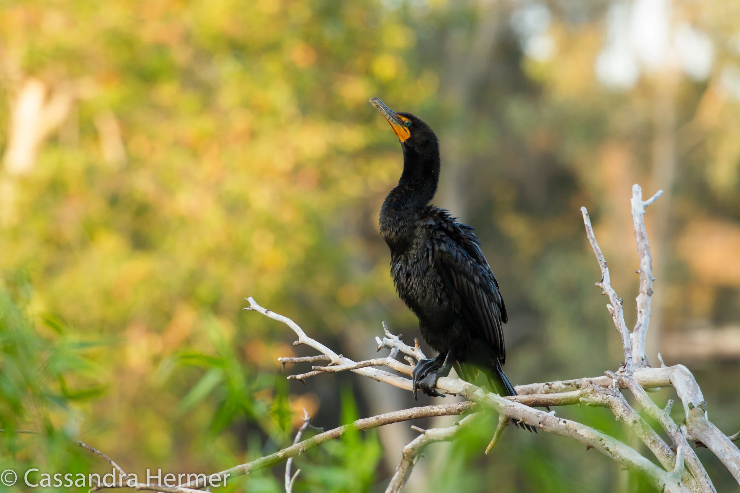  Double-crested Cormorant, Central Park, Huntington Beach, Ca. 
