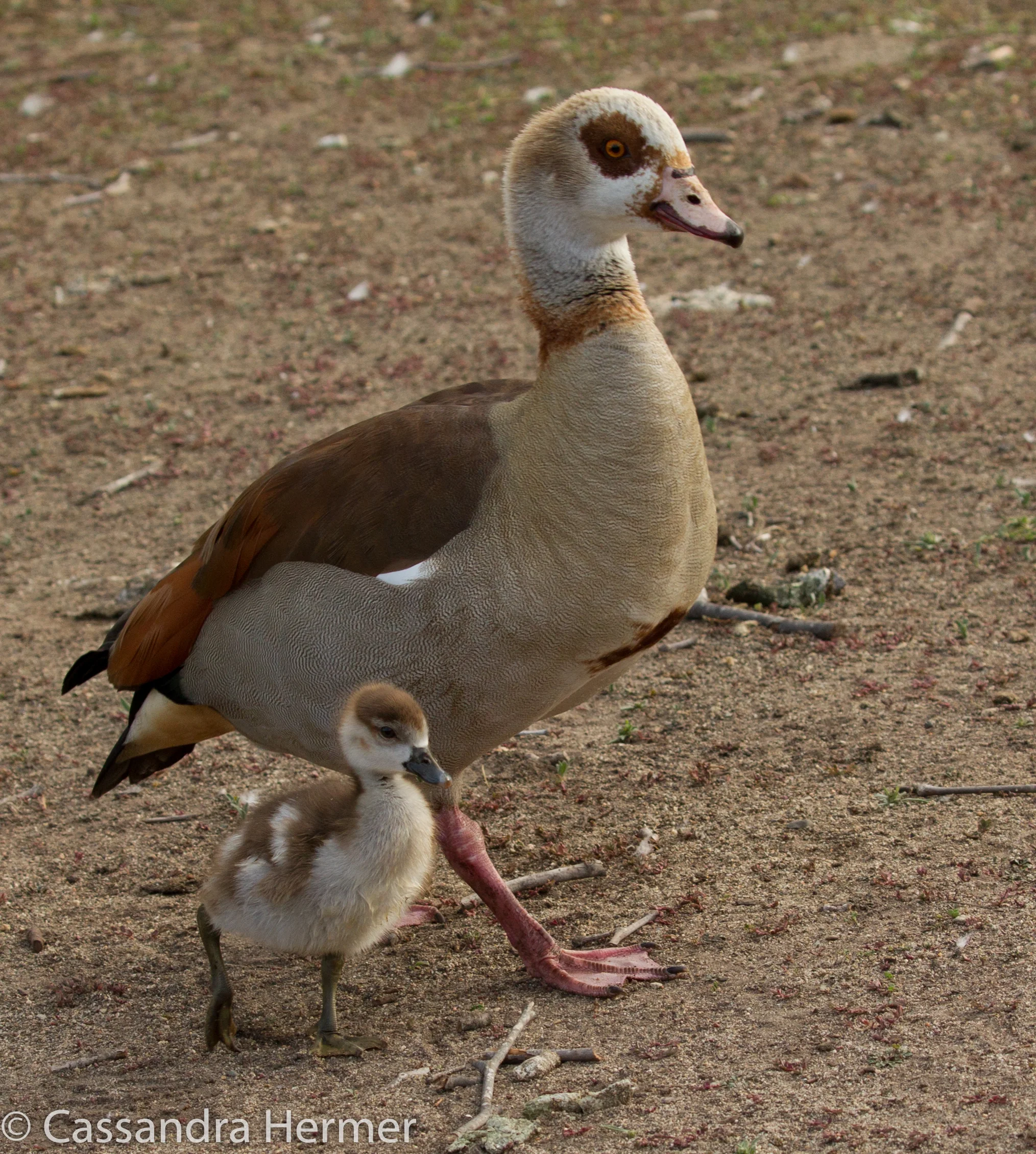  Egyptian Goose ,Gosling,Central Park, Huntington Beach, Ca. 