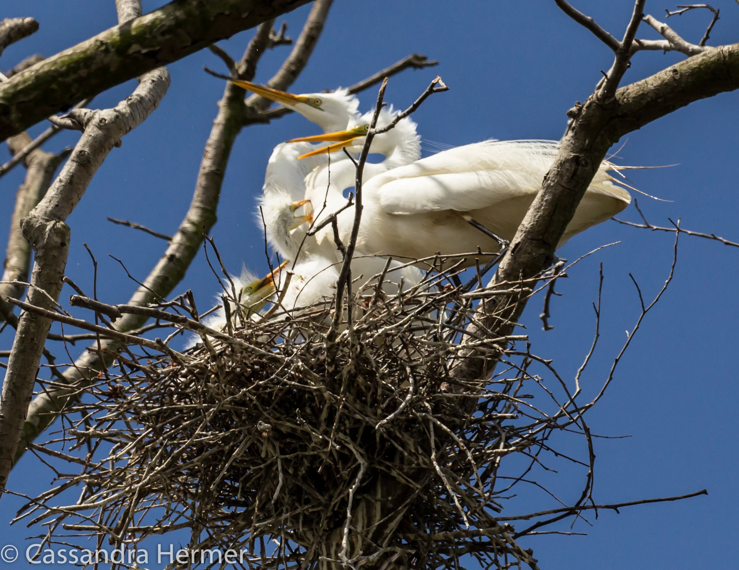  Family of Snowy Egrets, Shipley Nature Center, Central Park, Huntington Beach, Ca. 