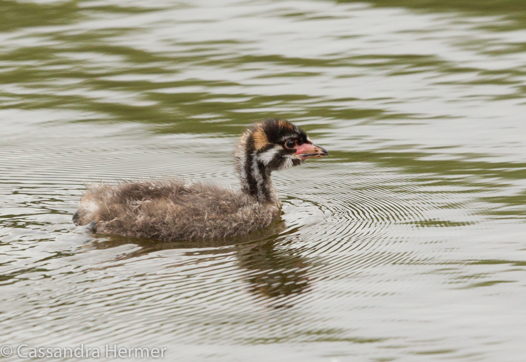  Pied-billed Grebe,juvenile, Central Park, Huntington Beach,Ca. 