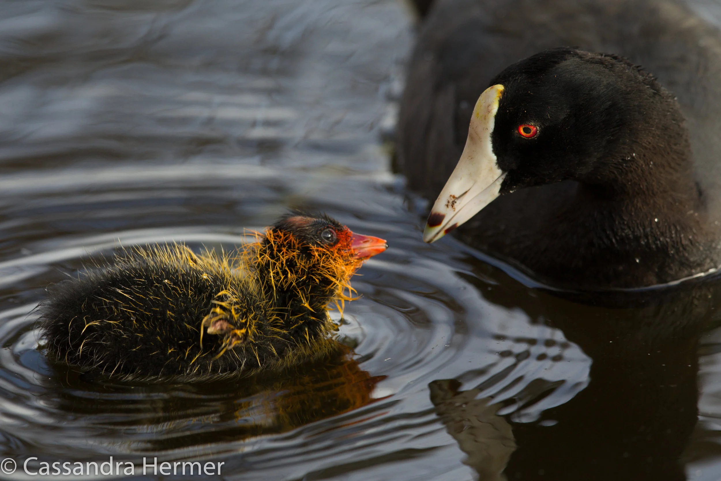  American Coot (less than an week old) and Mom feeding him.Central Park, Huntington Beach, Ca. 