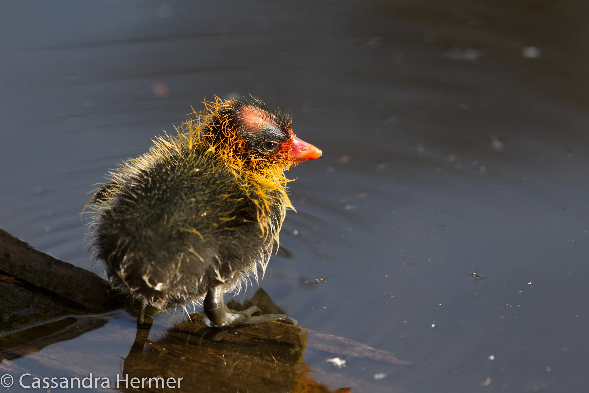  American Coot (less than an week old) Central Park, Huntington Beach, Ca. 
