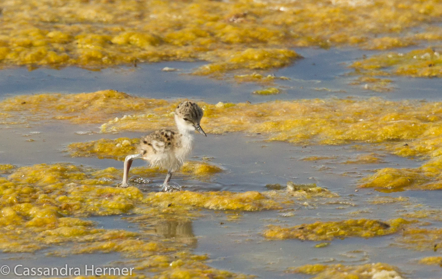  Black-necked Stilt chick, Bolsa Chica, Huntington Beach, Ca. 