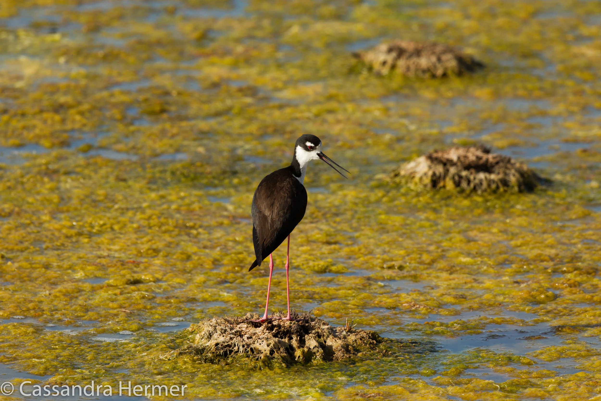  Black-necked Stilt, Bolsa Chica, Huntington Beach, Ca. 