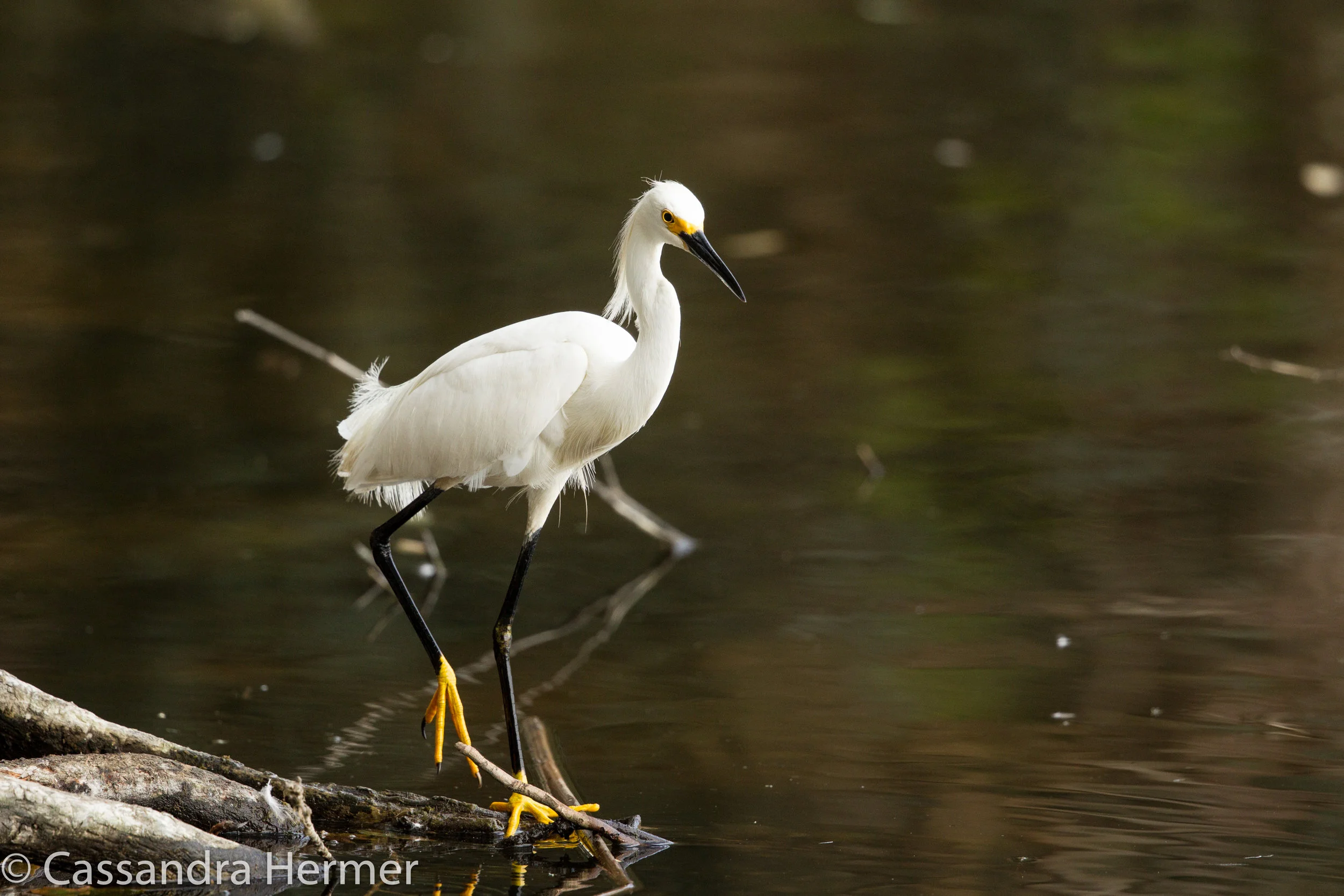  Snowy Egret, Central Park, Huntington Beach, Ca. 