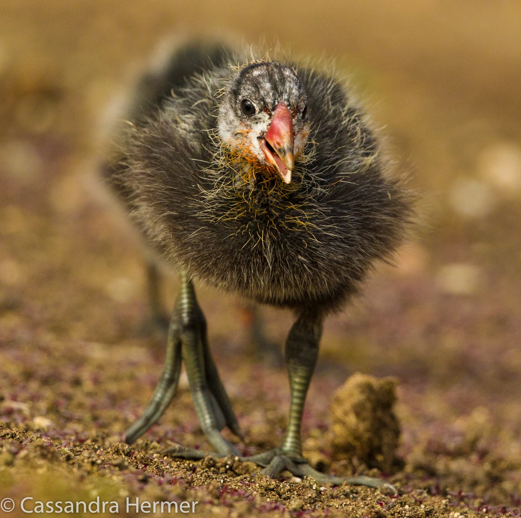  American Coot baby, 10 days later. Central Park, Huntington Beach, Ca. 