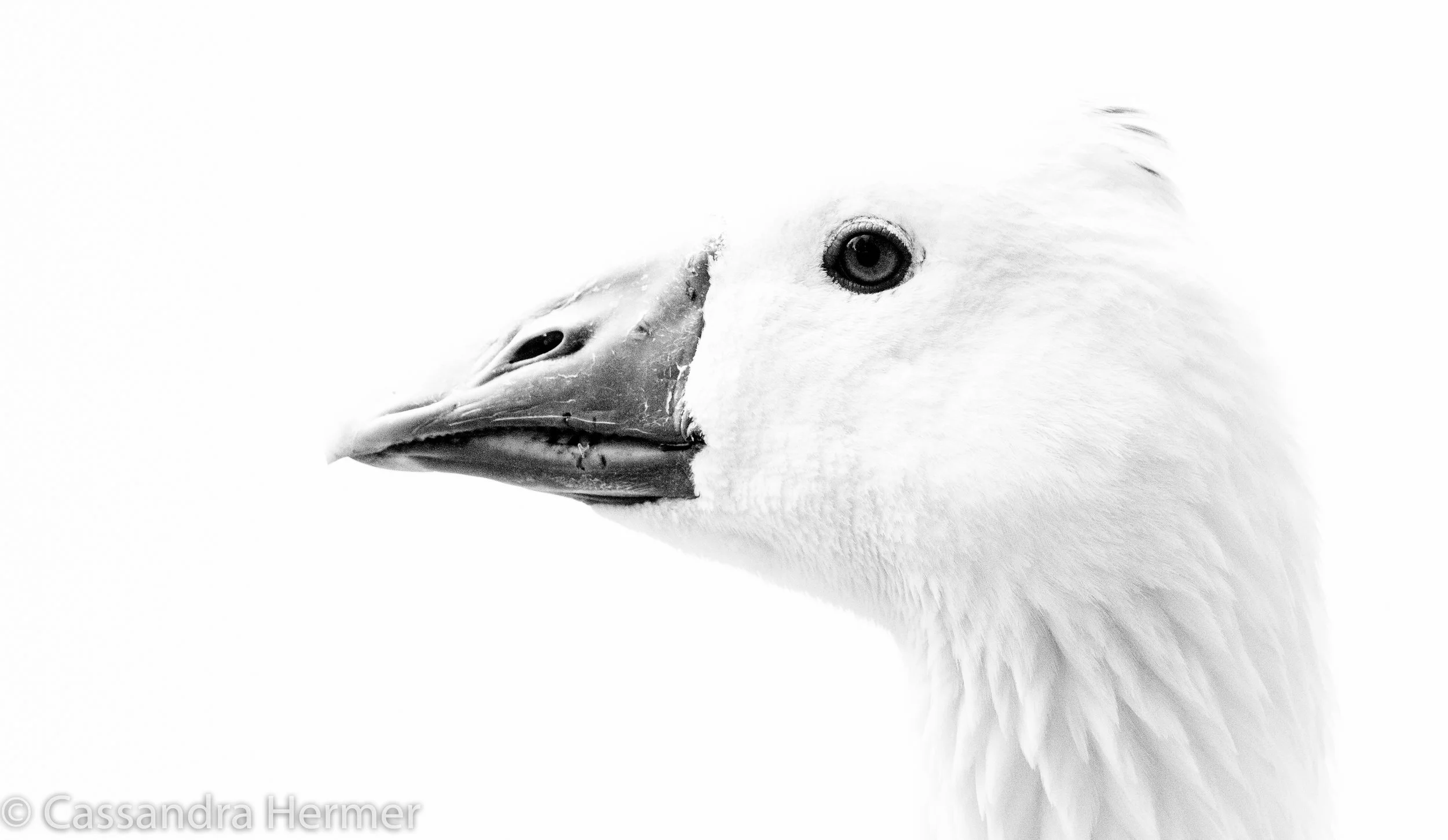 Domestic Goose, Central Park, Huntington Beach, Ca. 