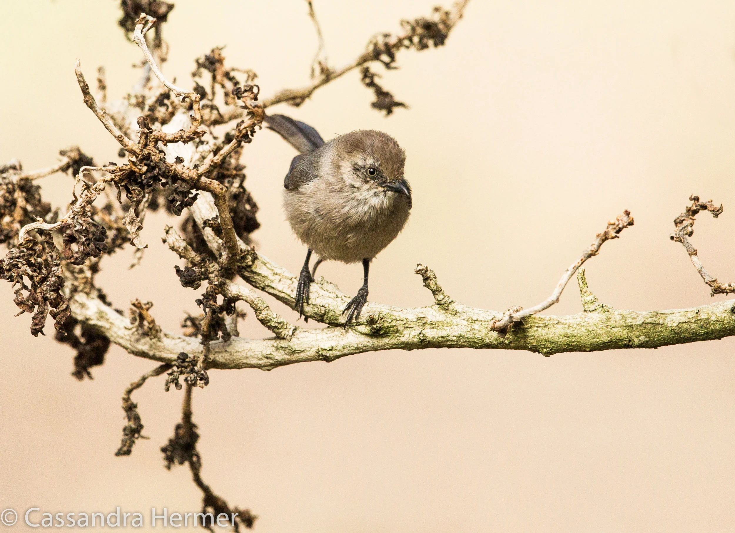  Bushtit,Central Park, Huntington Beach,Ca 