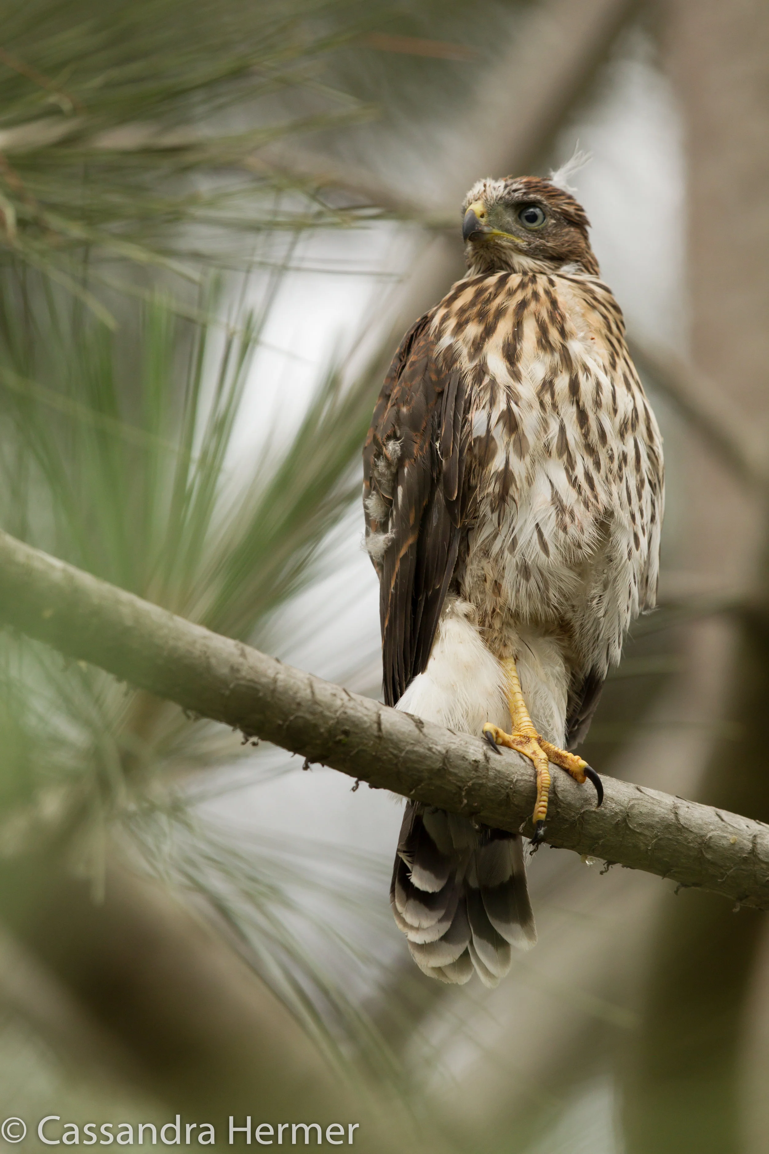  Cooper’s Hawk, just fledged recently in Central Park, Huntington Beach. Apparently still been fed by his parents. 