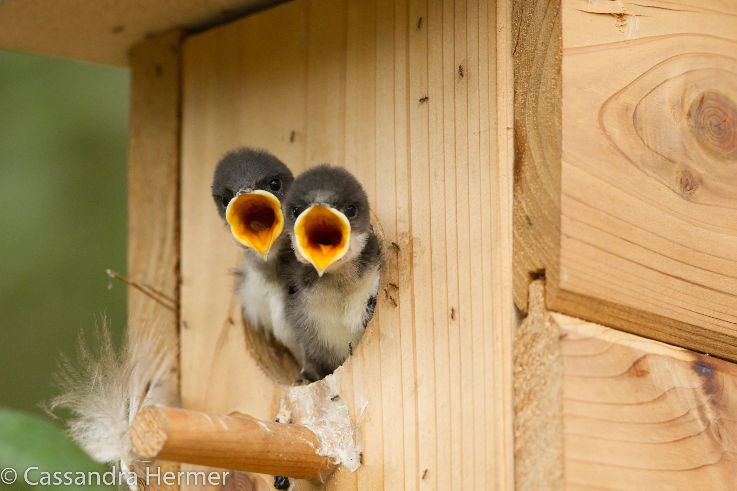  Baby Tree Swallows, Central Park, Huntington Beach, Ca 