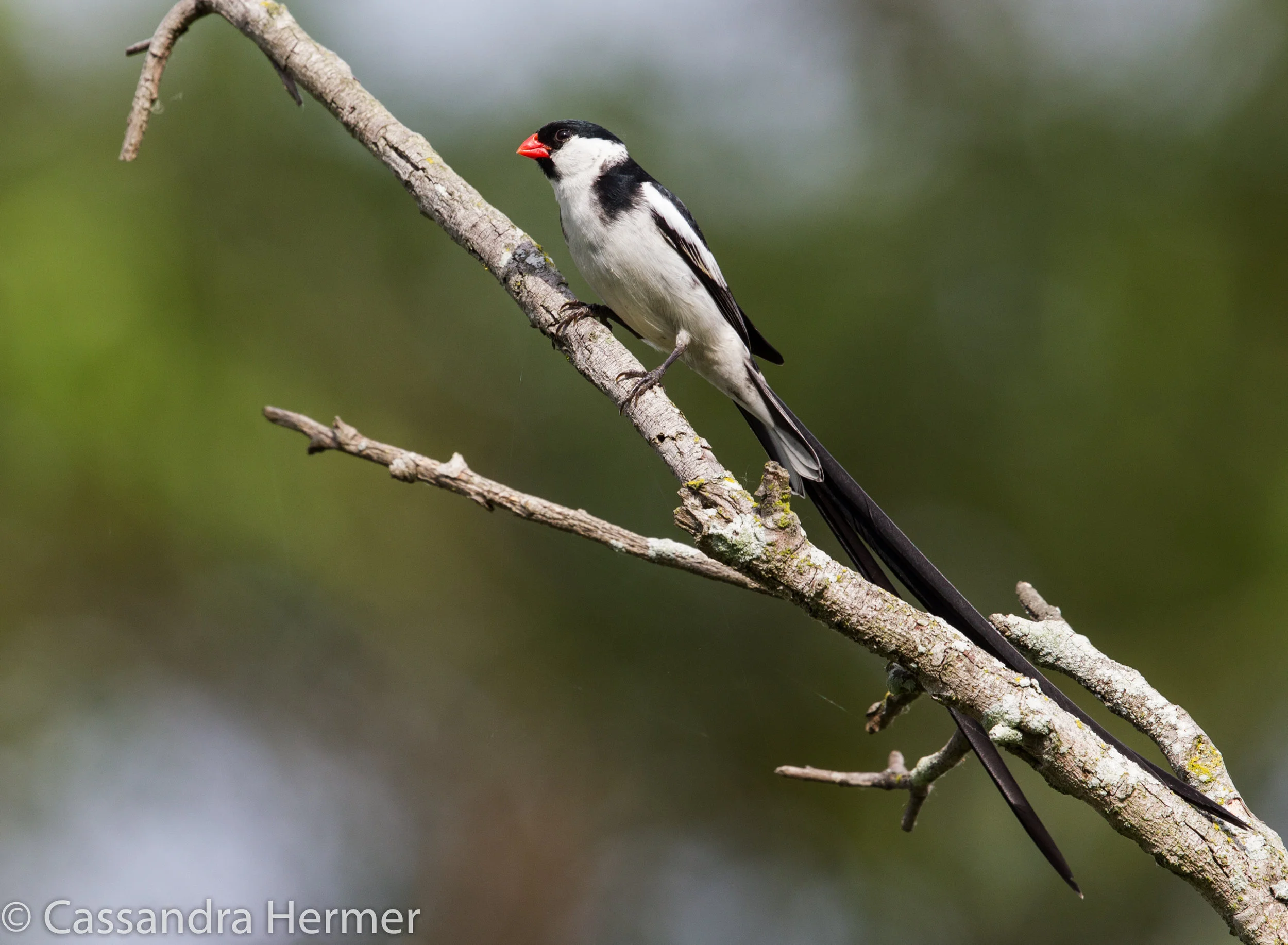  Pin-tailed Whydah (m). Found in East Africa, but a flock of Whydah's are living and mating in Central Park. 