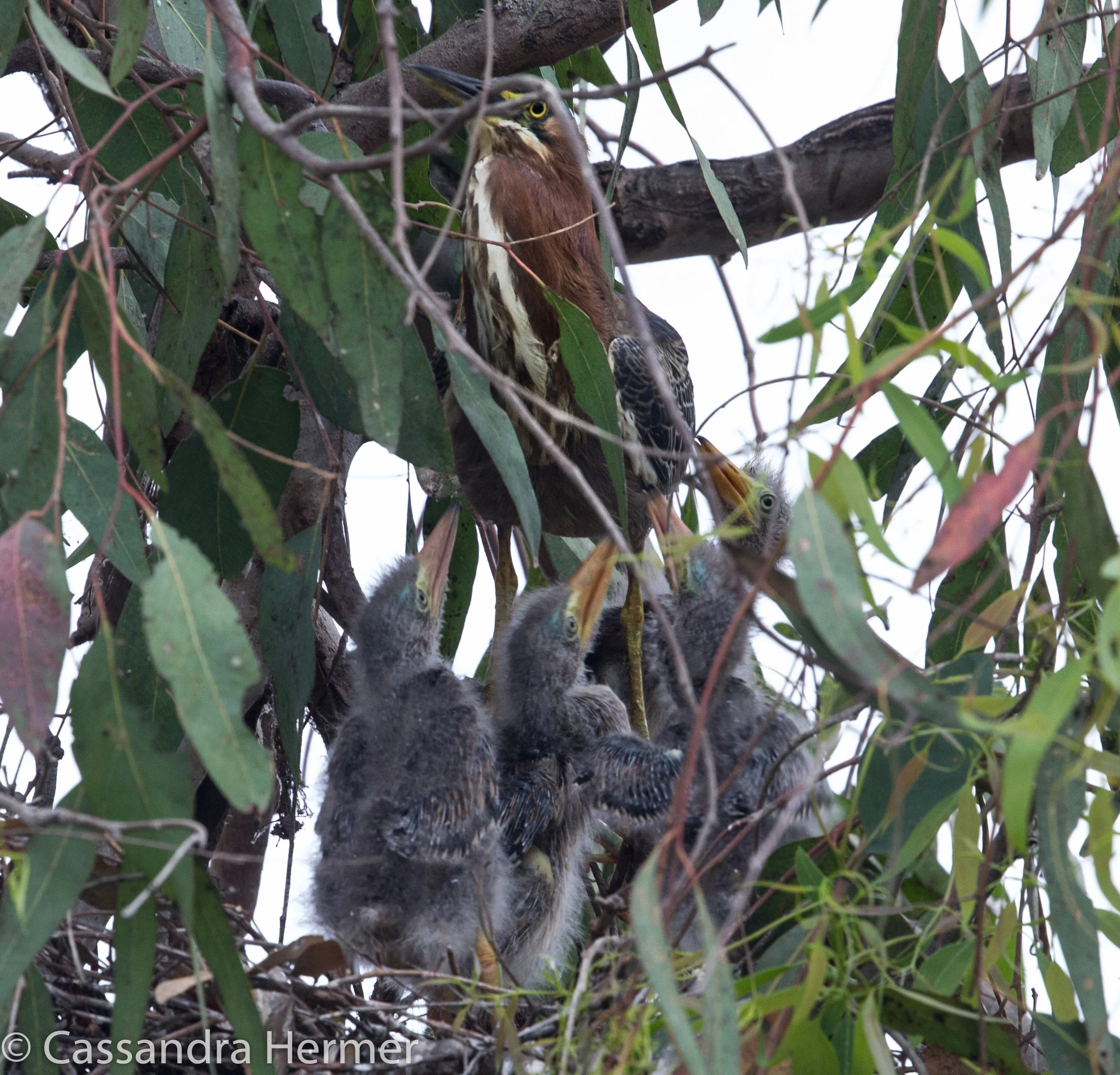  Green Heron with four chicks, Central Park, Huntington Beach, Ca. 