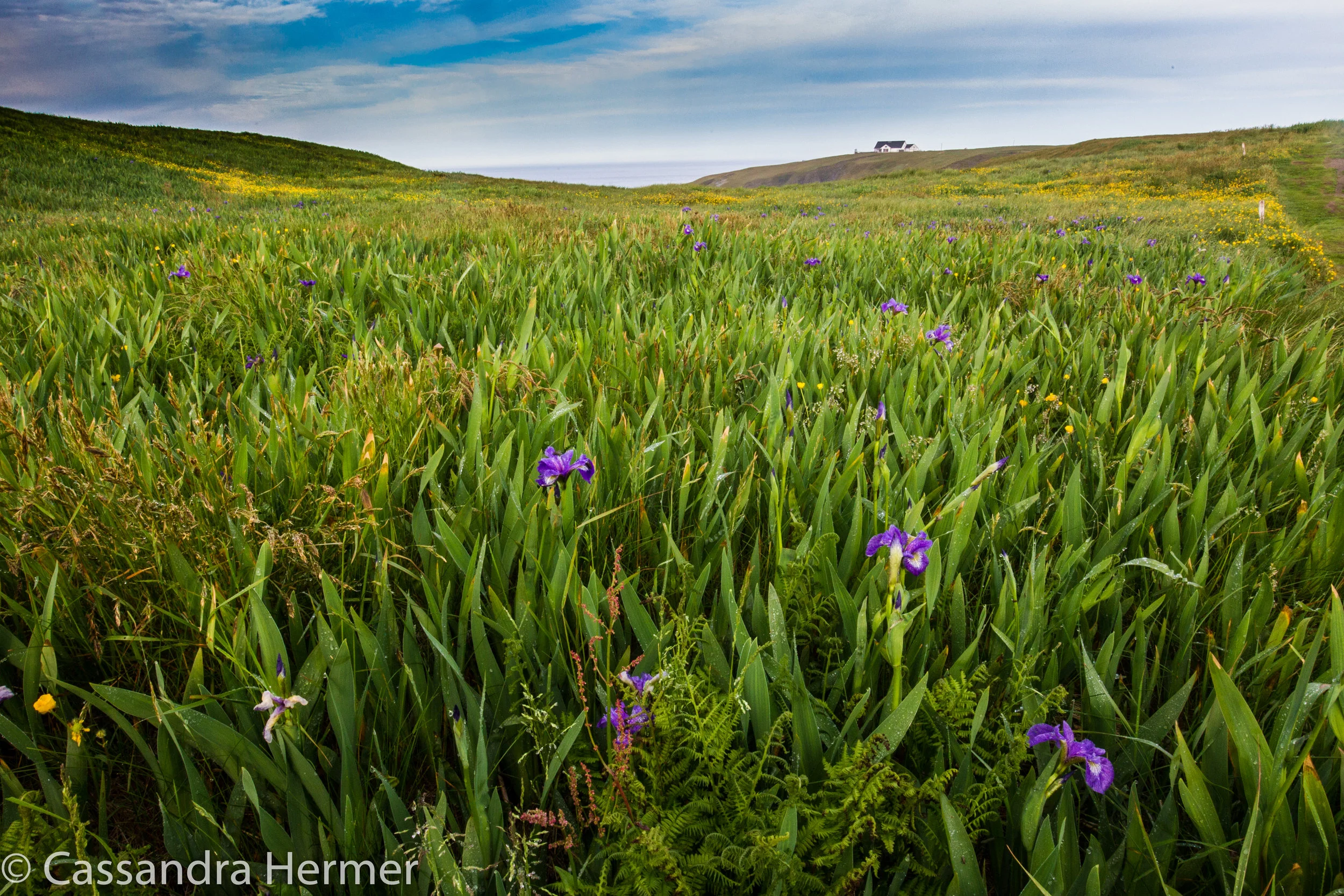  Cape St. Mary’s Ecological Reserve. 