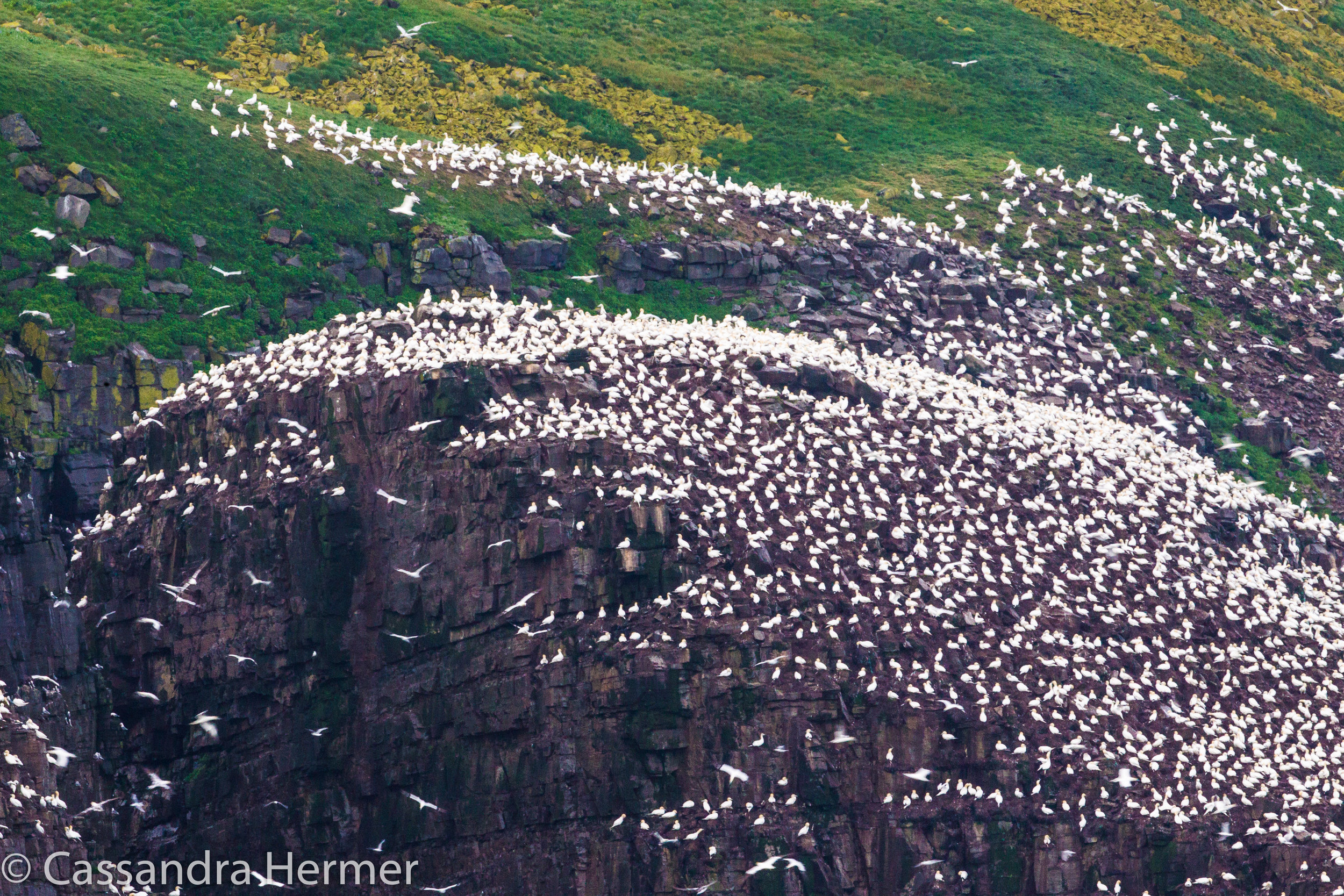  You can hear the sounds a long distance away from so many Northern Gannets.It’s an amazing site.This region is a  birder’s ( and this photographer) Paradise.  