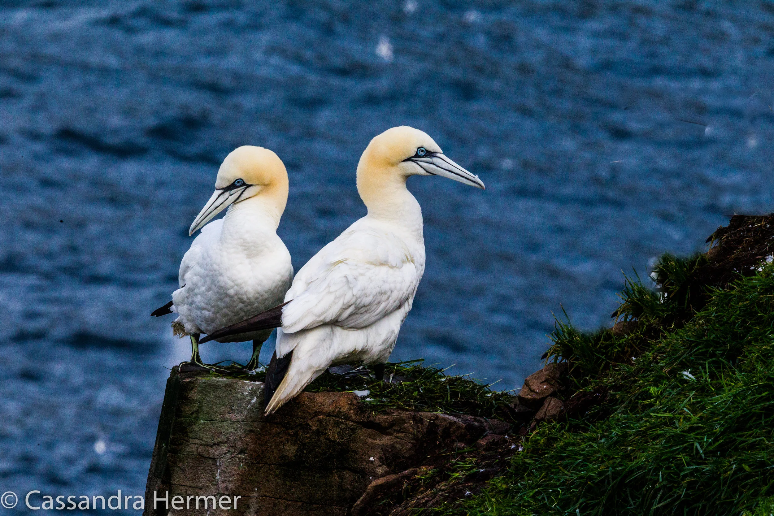  Northern Gannet. They nest in massive colonies on rocky cliffs. Food here is abundant, as they plunge into the cold Atlantic waters from these cliffs.  