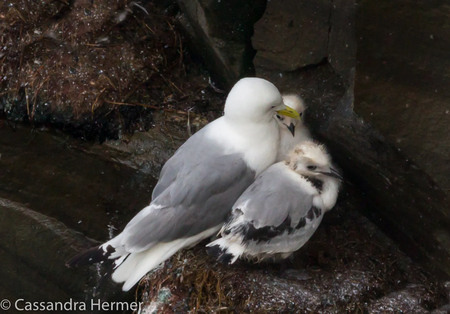  Cape St Mary is also home to thousands of Black-legged Kittiwakes nesting on high narrow ledges. Mom with her two chicks. 