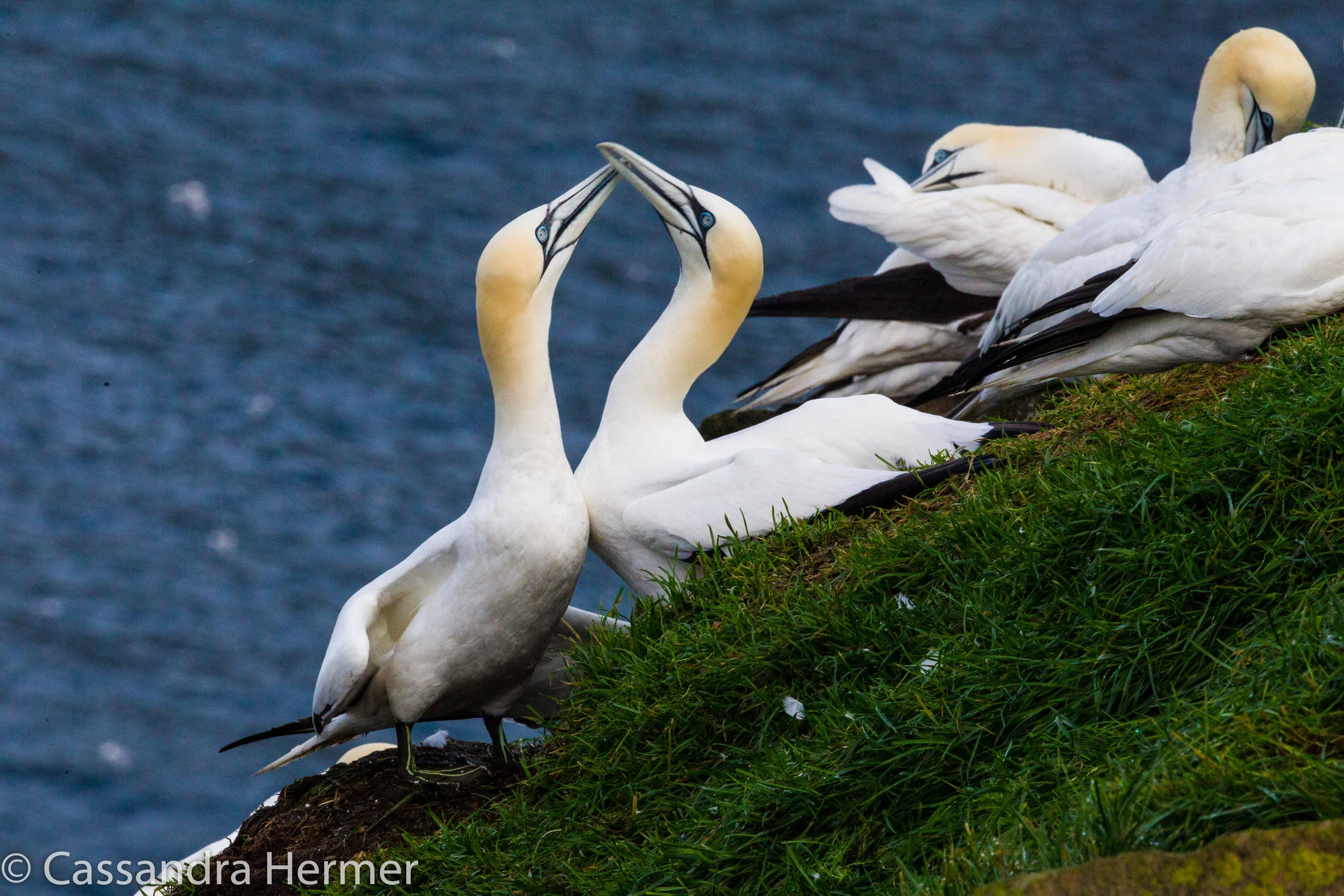  A pair of gannets greet each other with the touching of their bills, it’s also a mating function. 