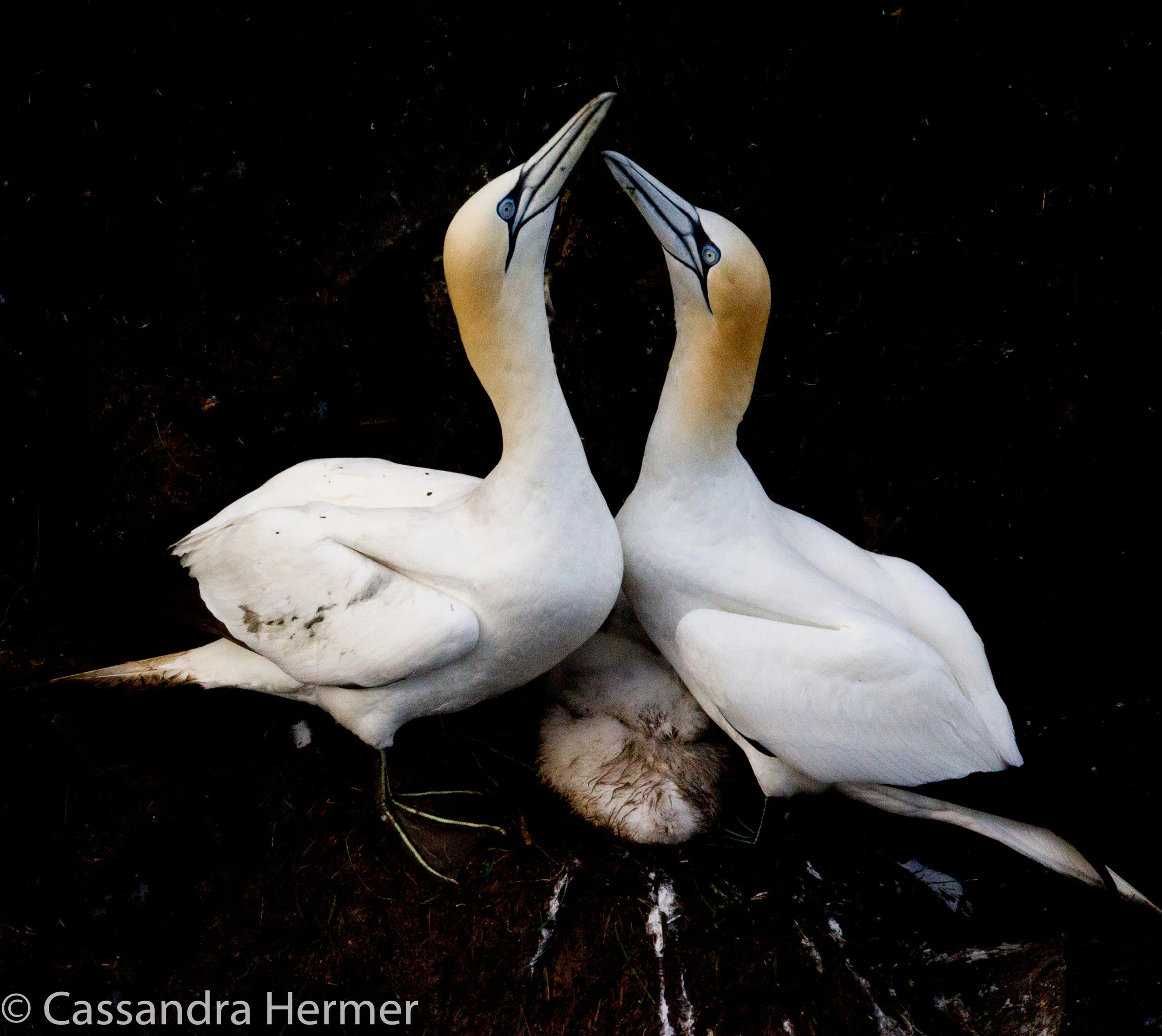  A greeting of two mated gannets with a ( very muddy) chick between them/ 